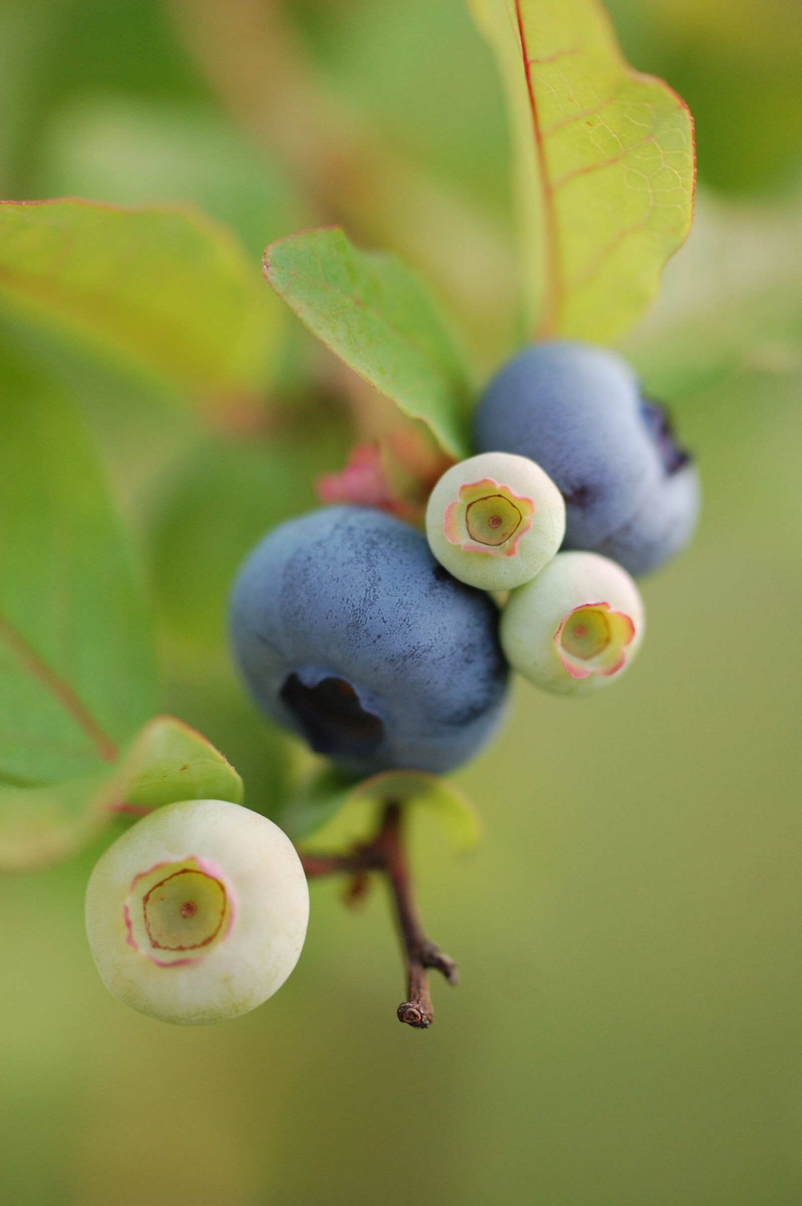 Nikon D40 + Tamron SP AF 60mm F2 Di II LD IF Macro sample photo. Blue, blueberries, blueberry, blur photography