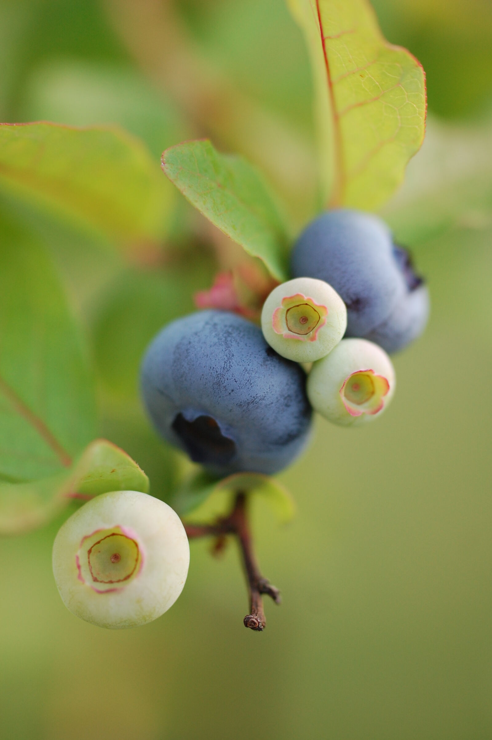 Nikon D40 sample photo. Blue, blueberries, blueberry, blur photography