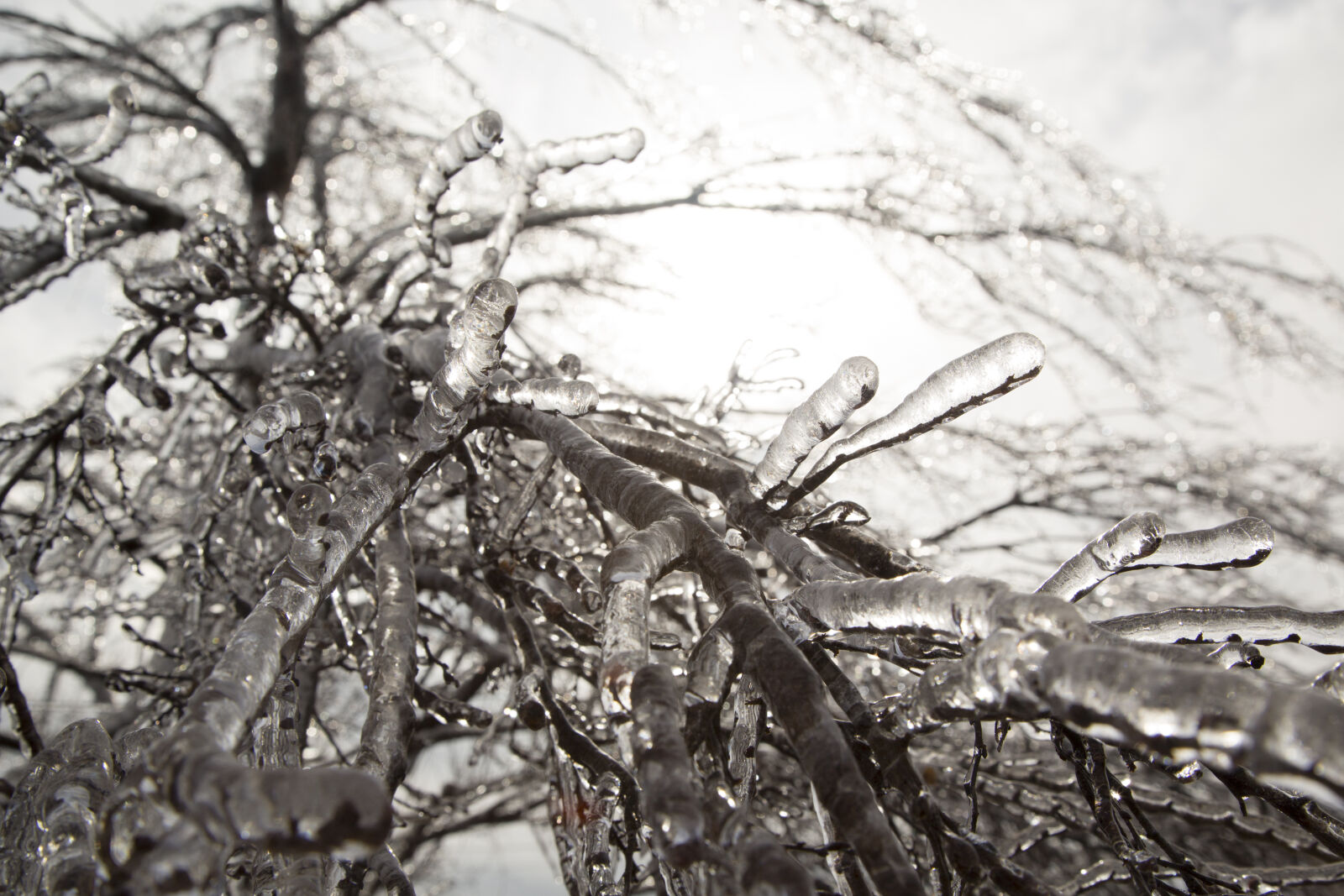 Canon EF 24-105mm F4L IS USM sample photo. Close, up, frozen, ice photography