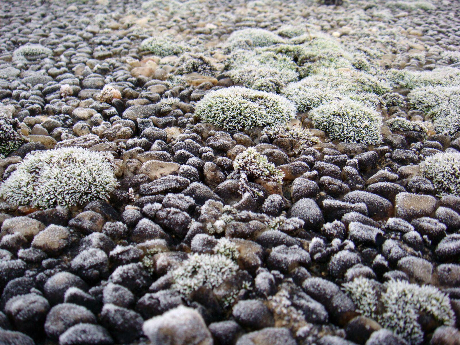 Sony DSC-T70 sample photo. Stones, pebble, moss photography