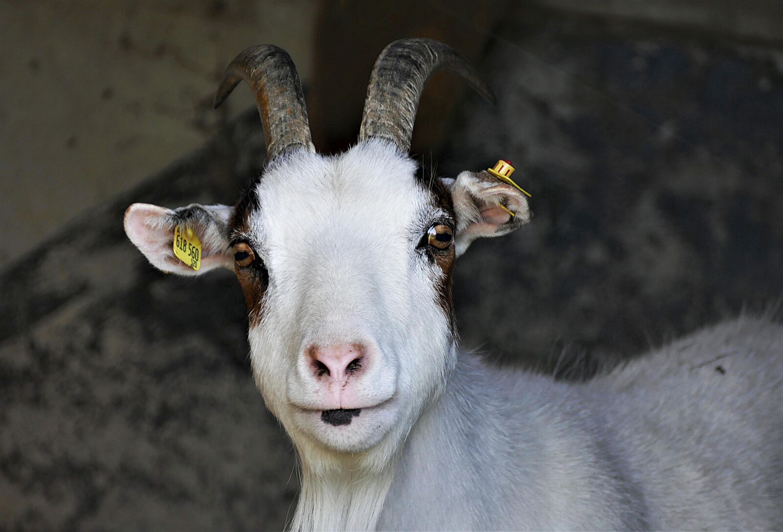 Panasonic Lumix DMC-FZ1000 sample photo. Geiss, close up, goat photography