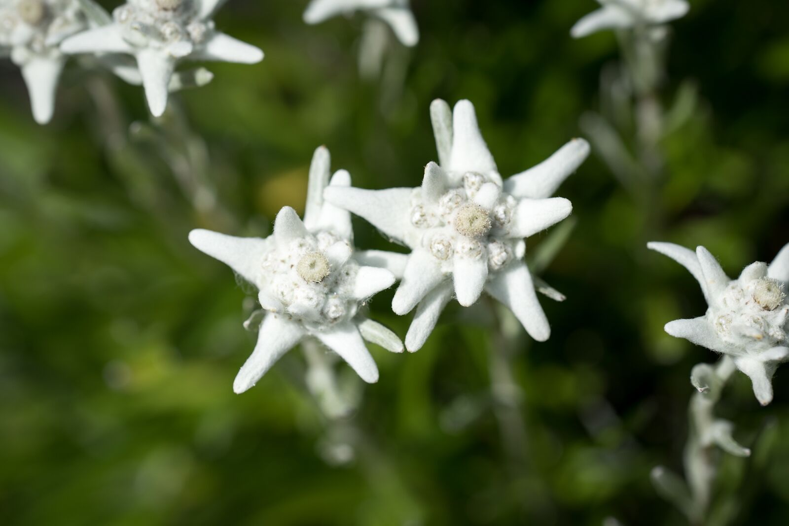 Nikon D750 sample photo. Edelweiss, leontopodium microdochium, korbl photography