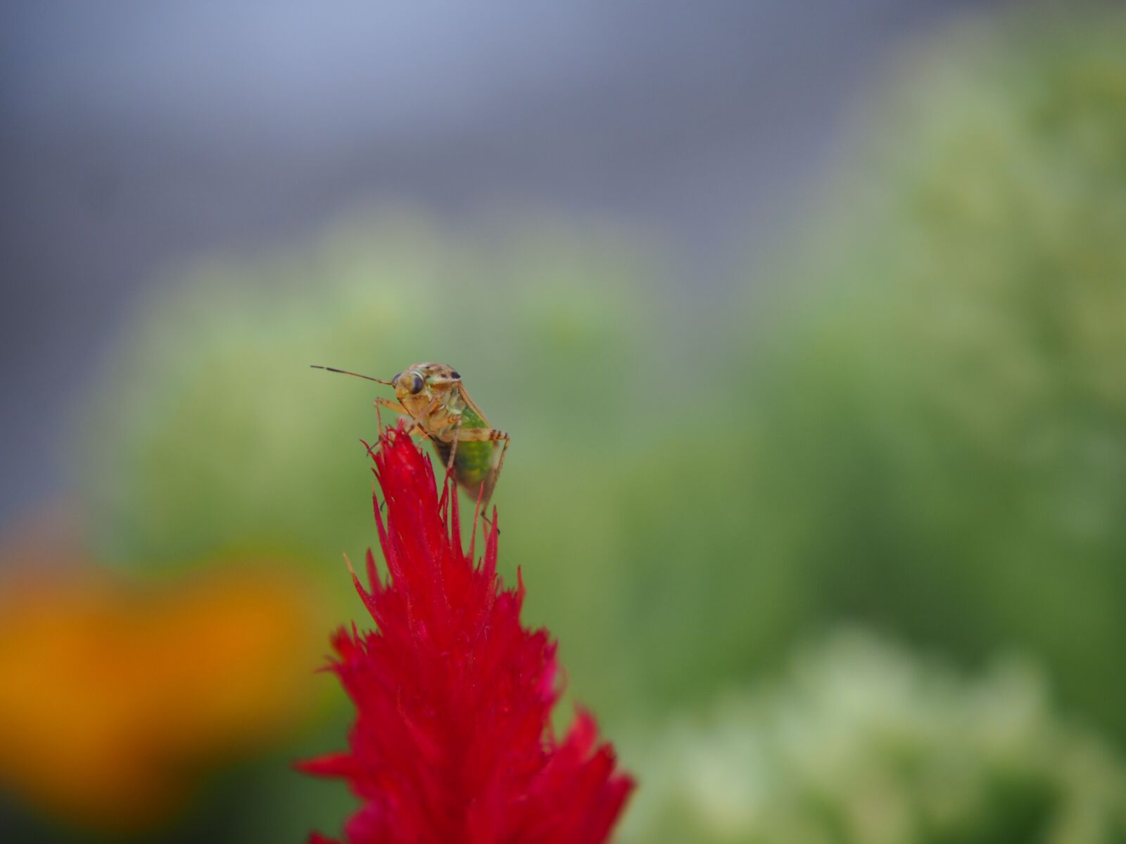 Olympus OM-D E-M10 sample photo. Beetle, red, blossom photography