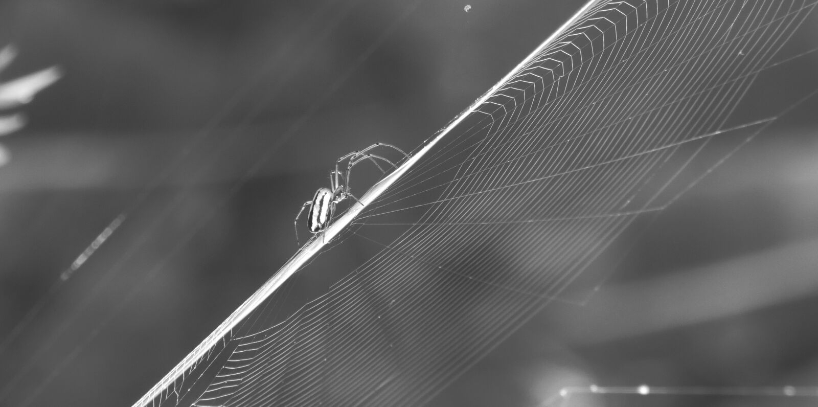 Canon PowerShot SX50 HS sample photo. Black and white, nature photography