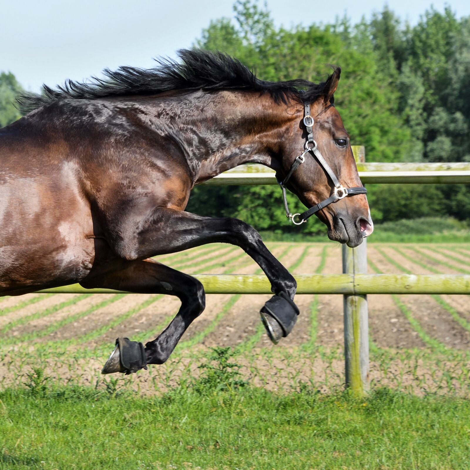 Nikon D500 sample photo. Horse, bai, gallop photography