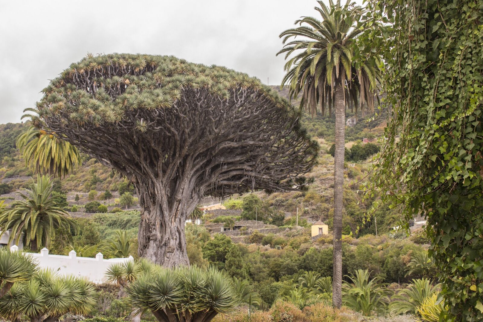 Canon EOS 600D (Rebel EOS T3i / EOS Kiss X5) + Canon EF-S 18-55mm F3.5-5.6 IS STM sample photo. Views, canary islands, icod photography