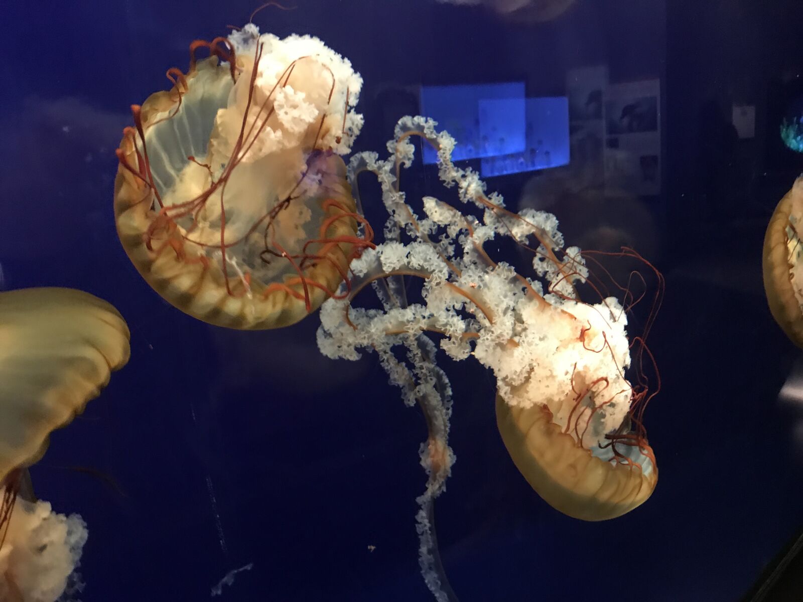Apple iPhone 7 sample photo. Chattanooga, tennessee aquarium, jelly photography