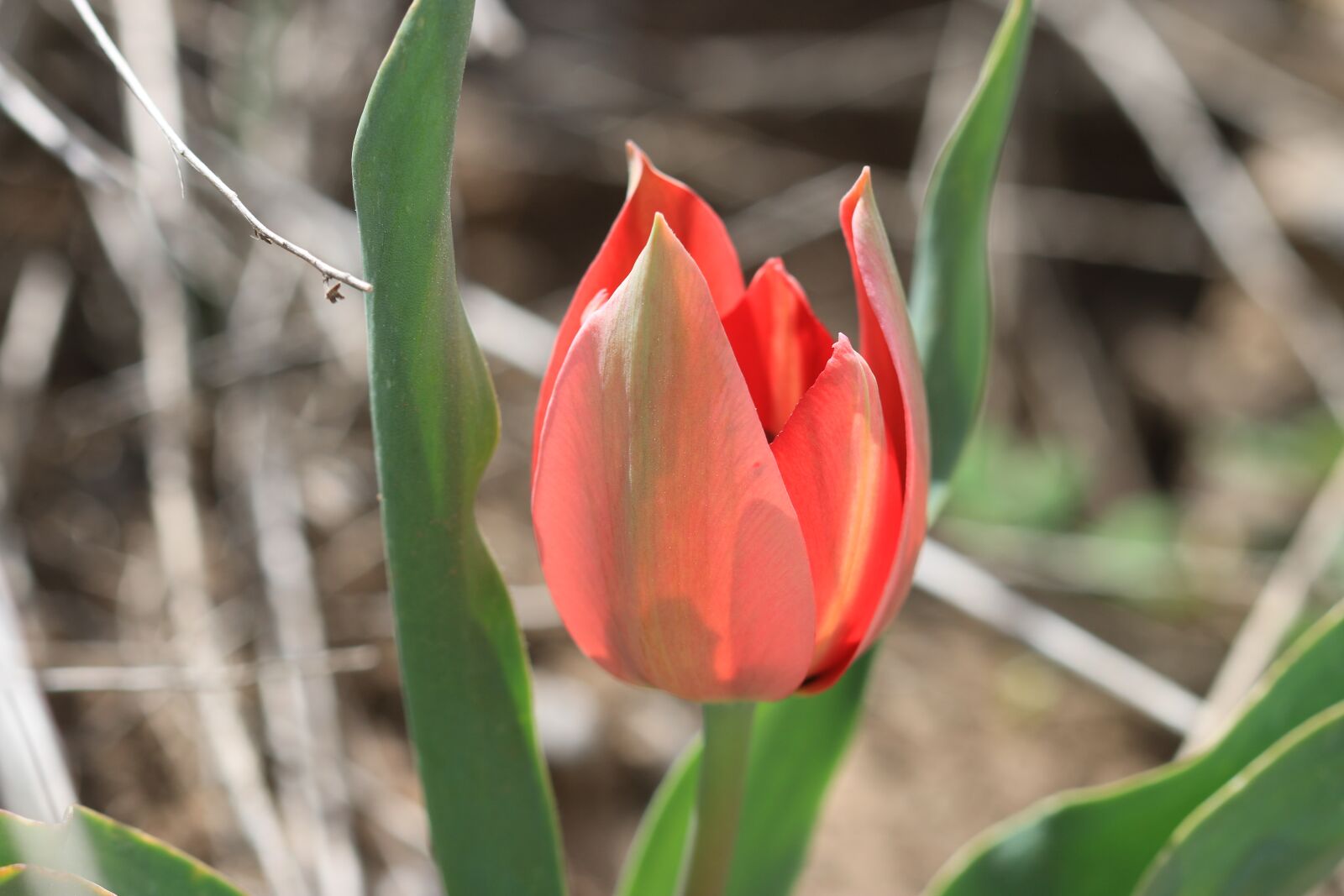 Canon EOS 70D + Canon EF 100mm F2.8 Macro USM sample photo. Tulips, green, red photography