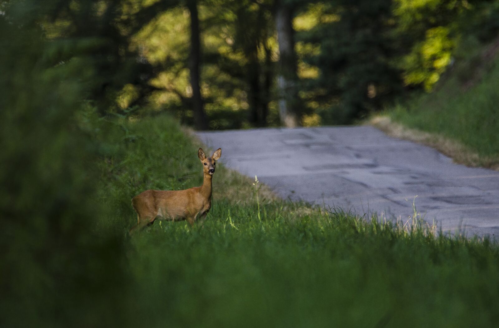 Nikon D7000 sample photo. Chevrette, nature, mammal photography