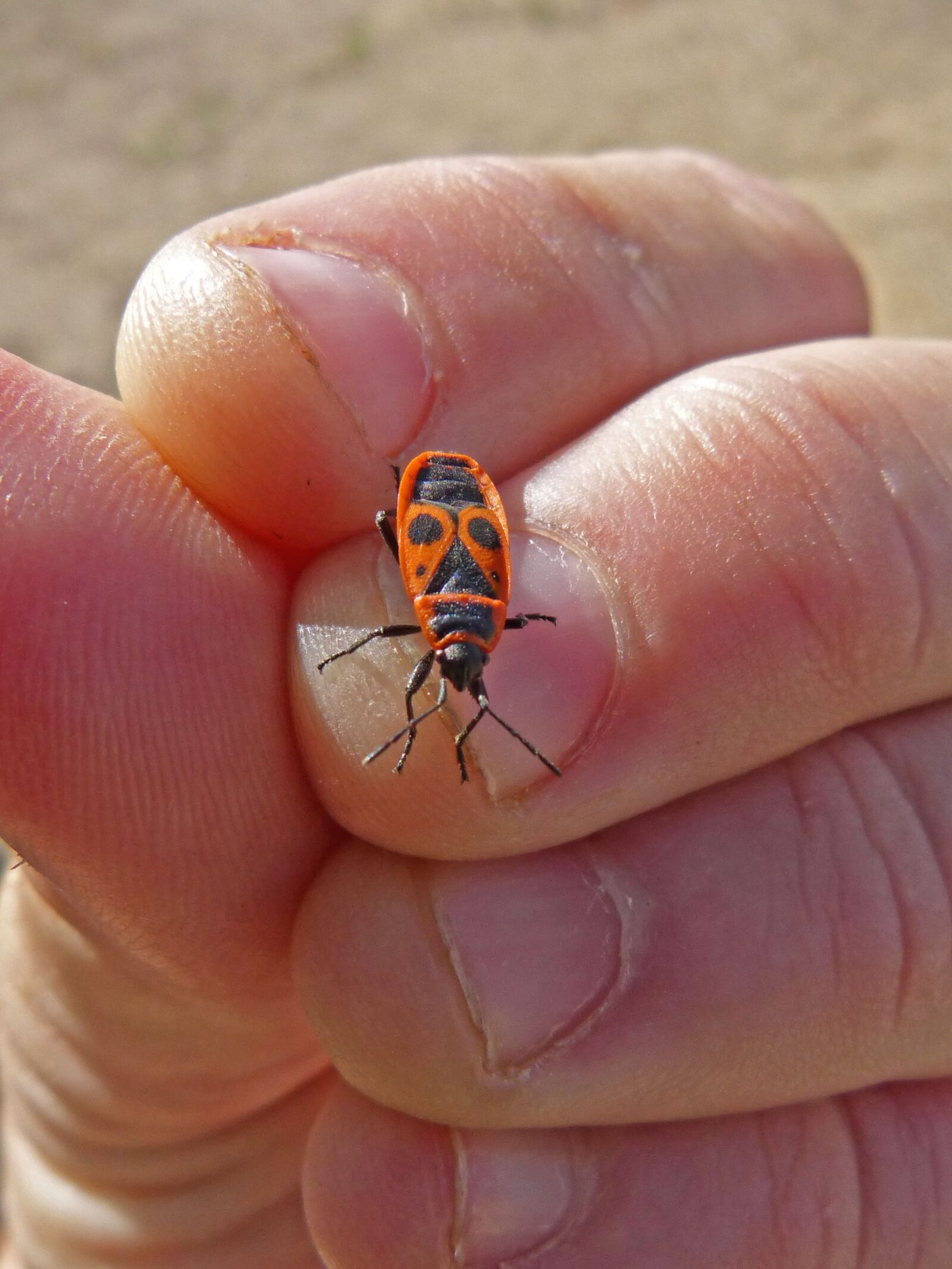 Panasonic DMC-FZ62 sample photo. Eurydema ornatum, red bug photography