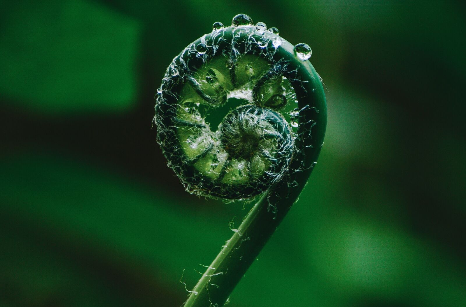 Nikon D3200 sample photo. Nature, plant, green photography