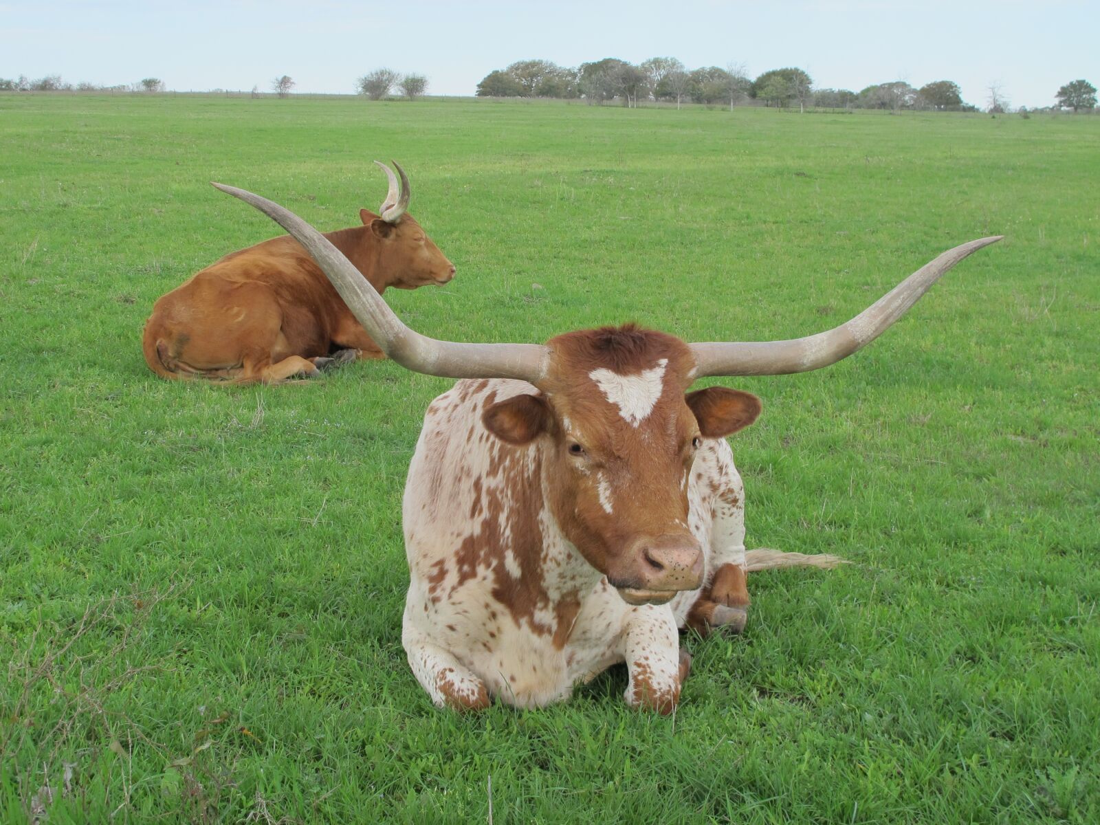 Canon PowerShot G12 sample photo. Texas, longhorn, cattle photography