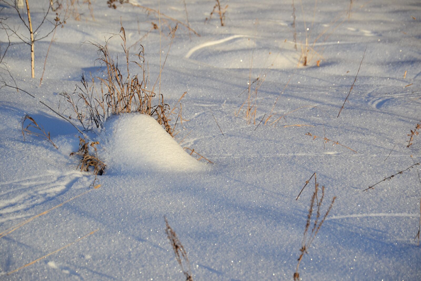 Nikon D3100 sample photo. Winter, snow, field photography