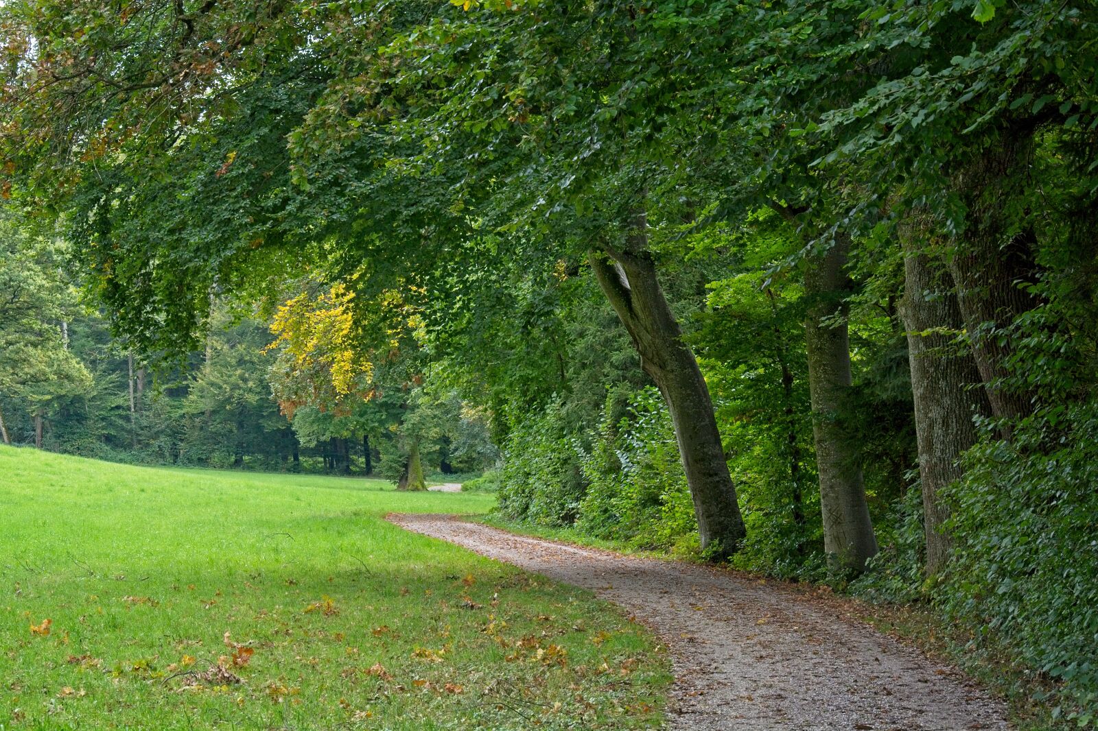 Nikon D7100 sample photo. Autumn, away, nature photography