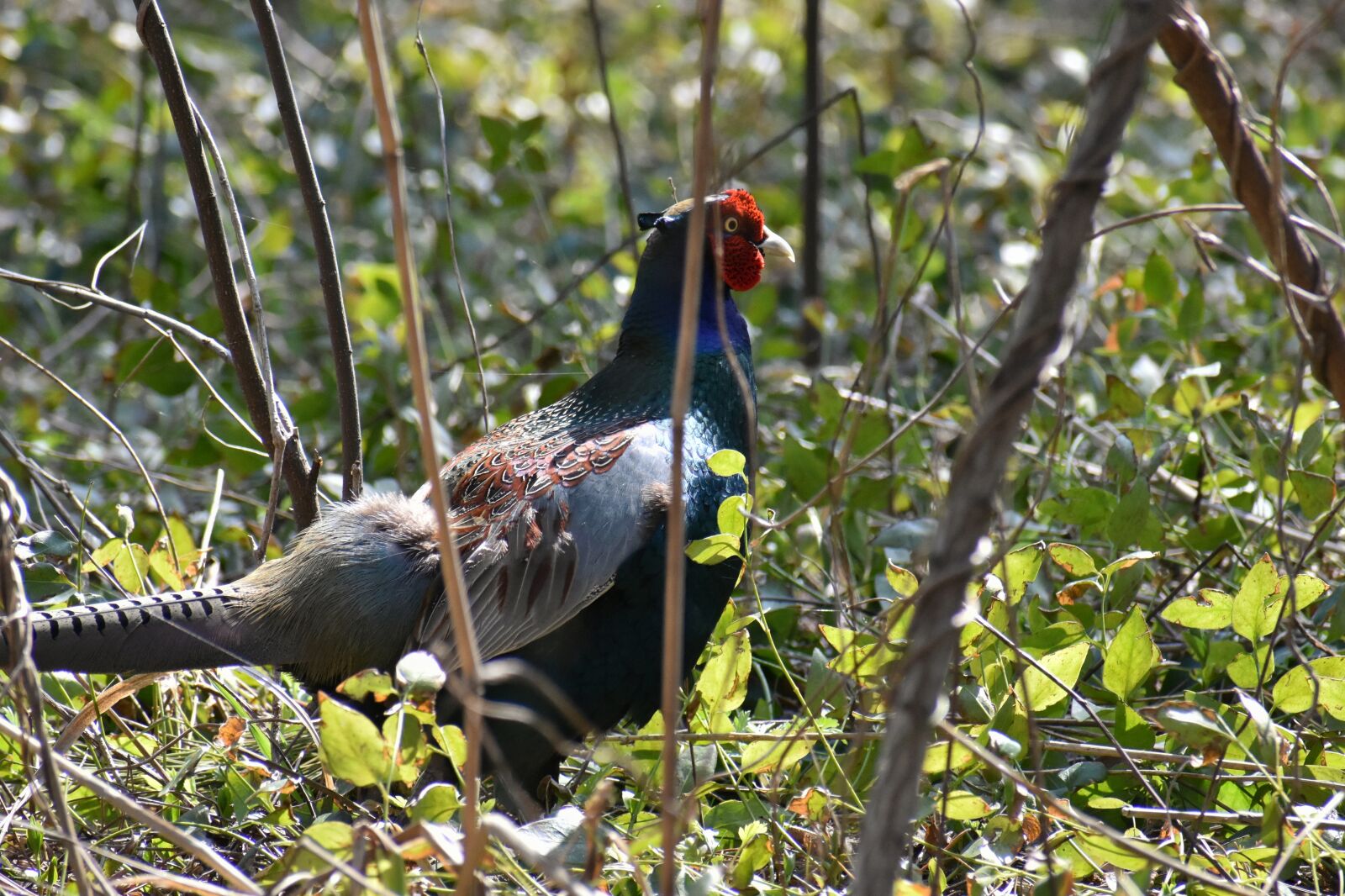 Nikon D7200 sample photo. Animal, forest, park photography