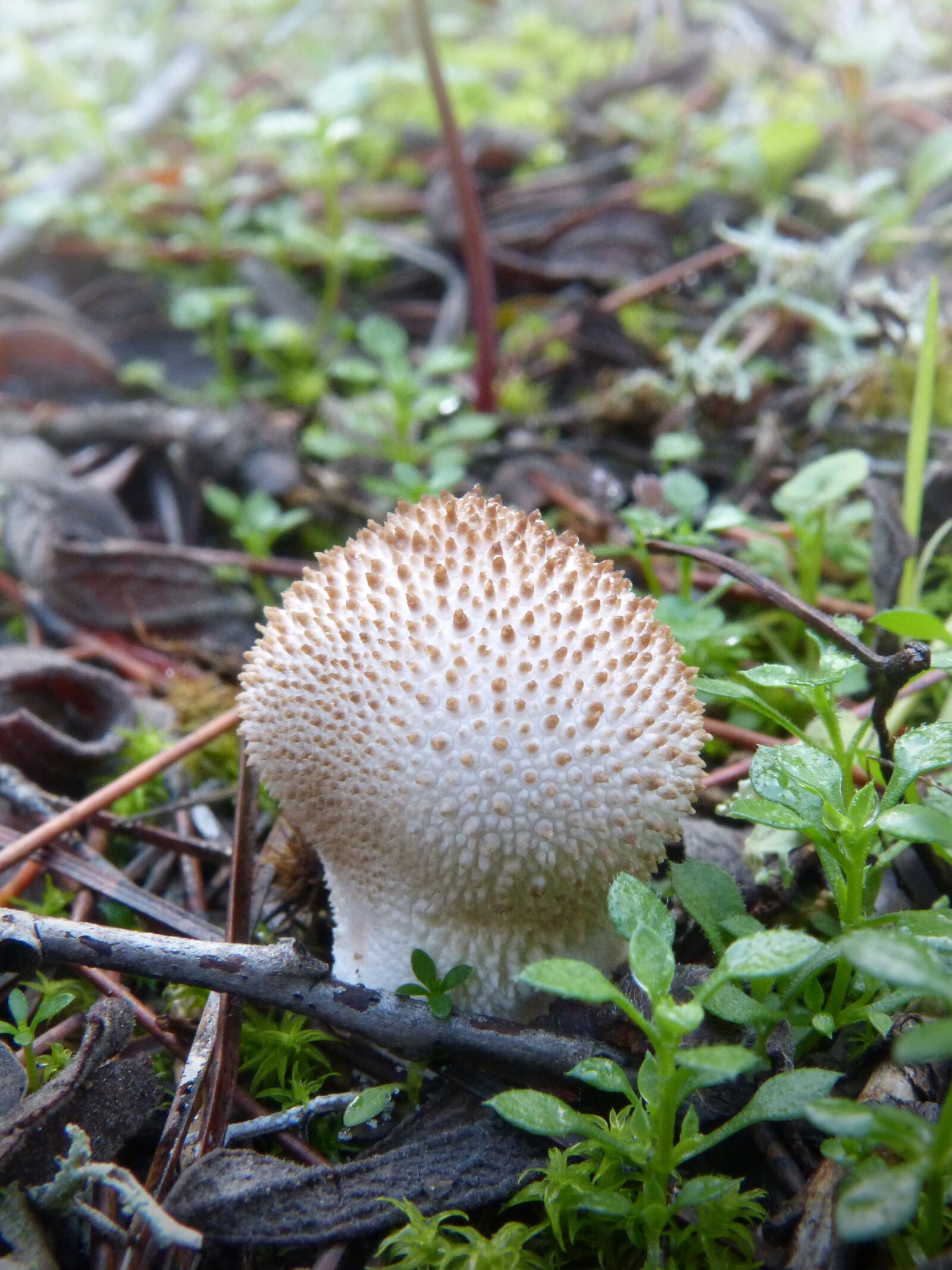 Panasonic DMC-FZ62 sample photo. Lycoperdon perlatum, stone of photography