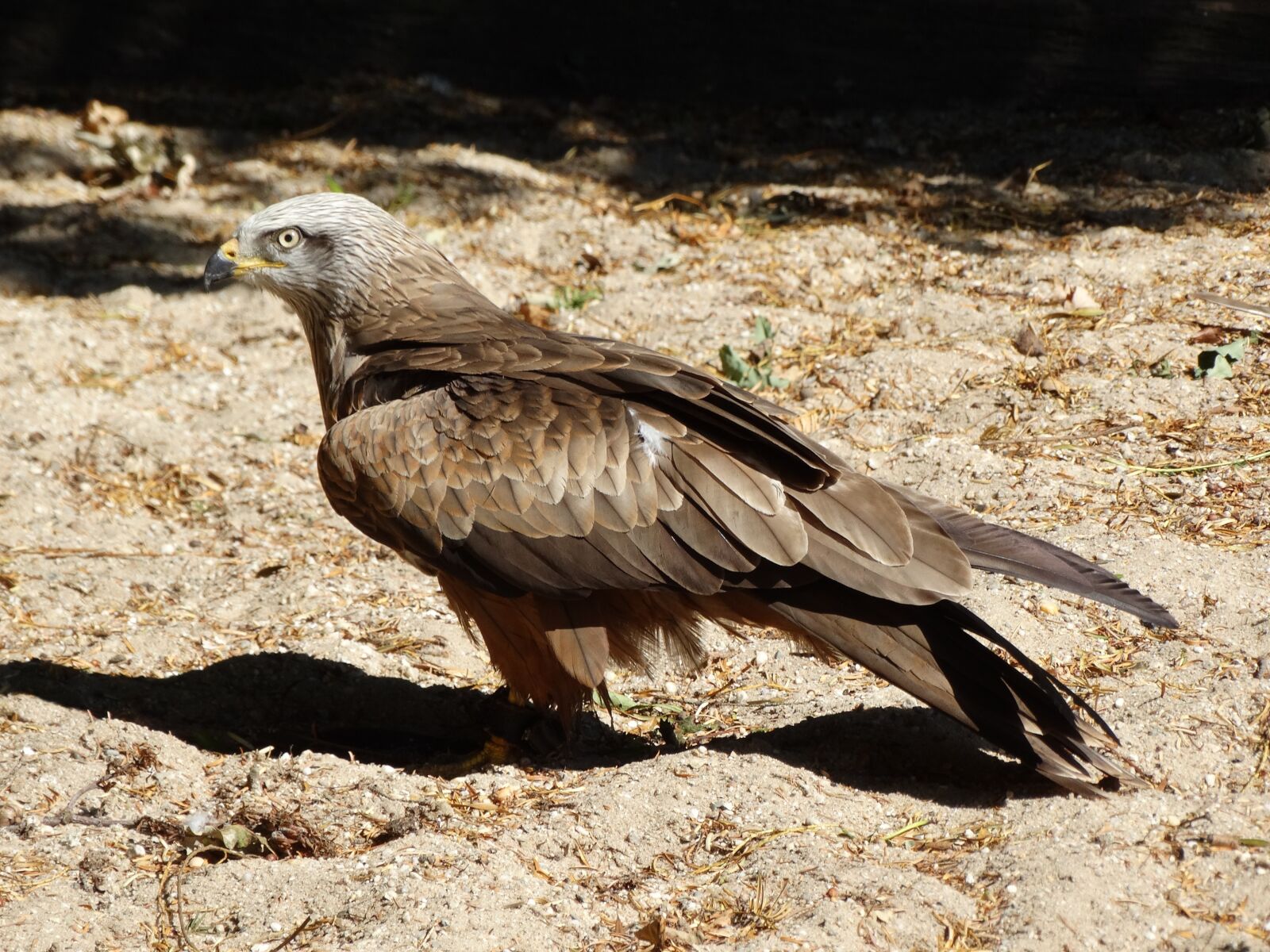 Sony Cyber-shot DSC-HX300 sample photo. Eagle, bird, bird of photography