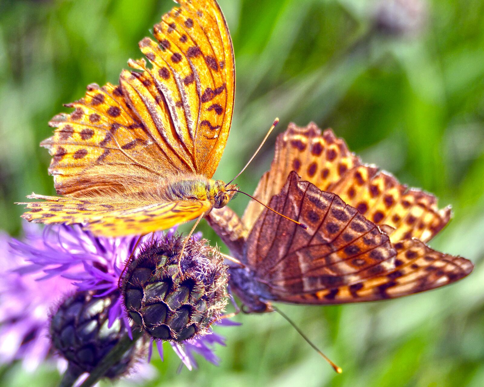 Panasonic Lumix DMC-FZ1000 sample photo. Butterfly, mother of pearl photography