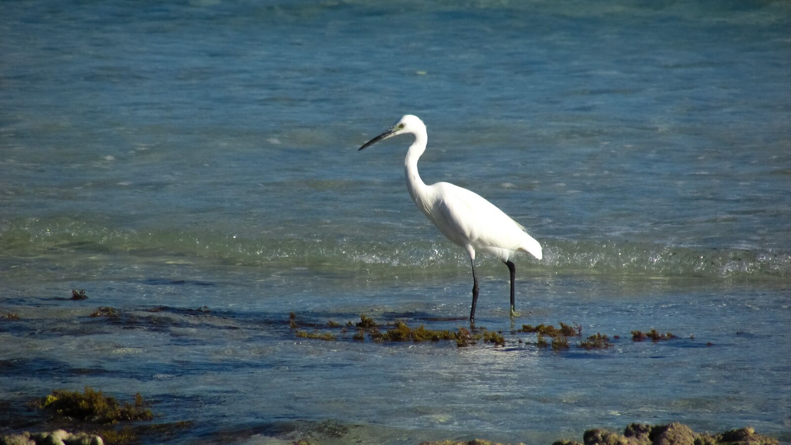 Canon PowerShot SX400 IS sample photo. Heron, seabird, bird photography