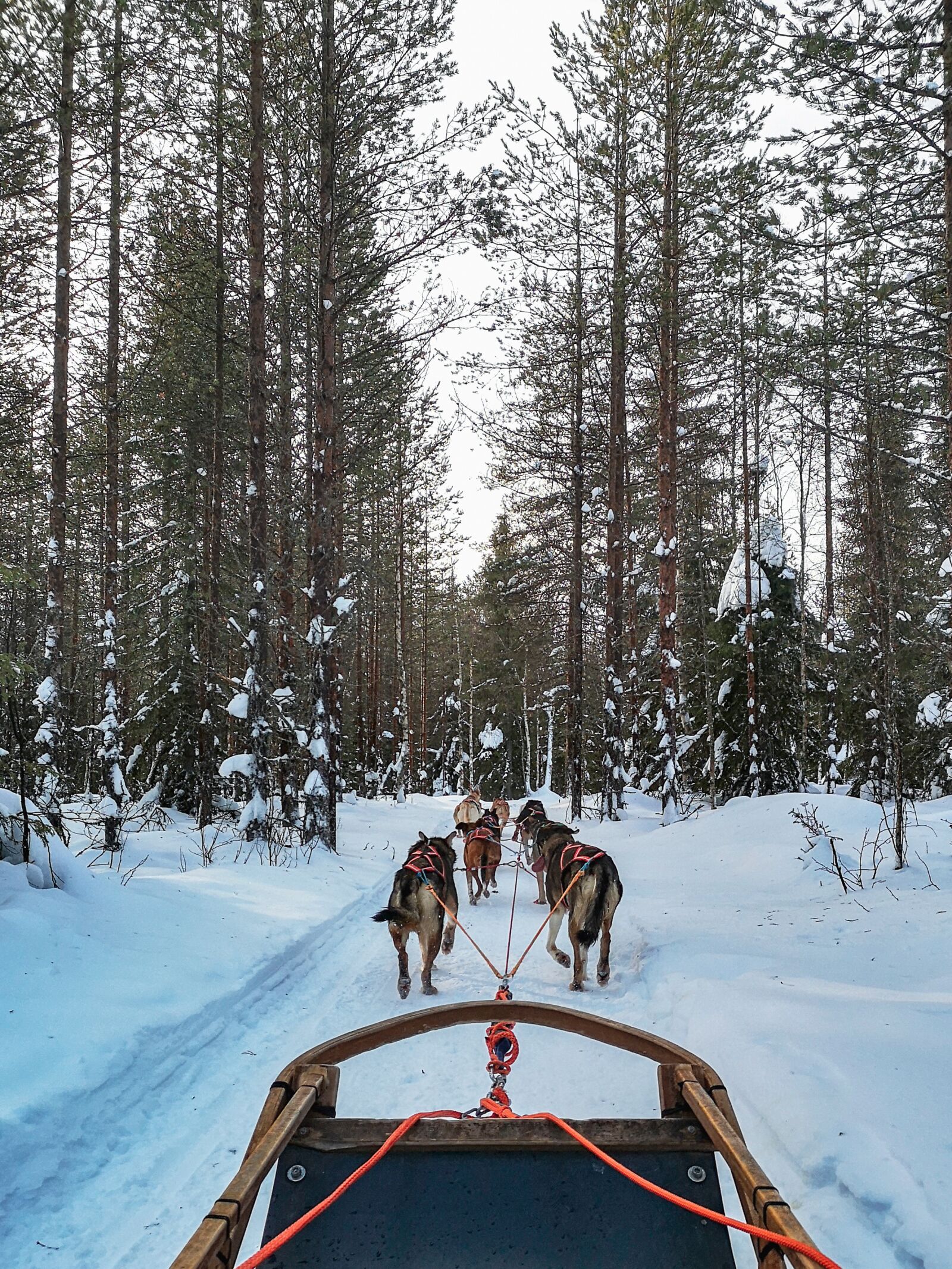 HUAWEI CLT-L29 sample photo. Winter, outdoors, snow photography