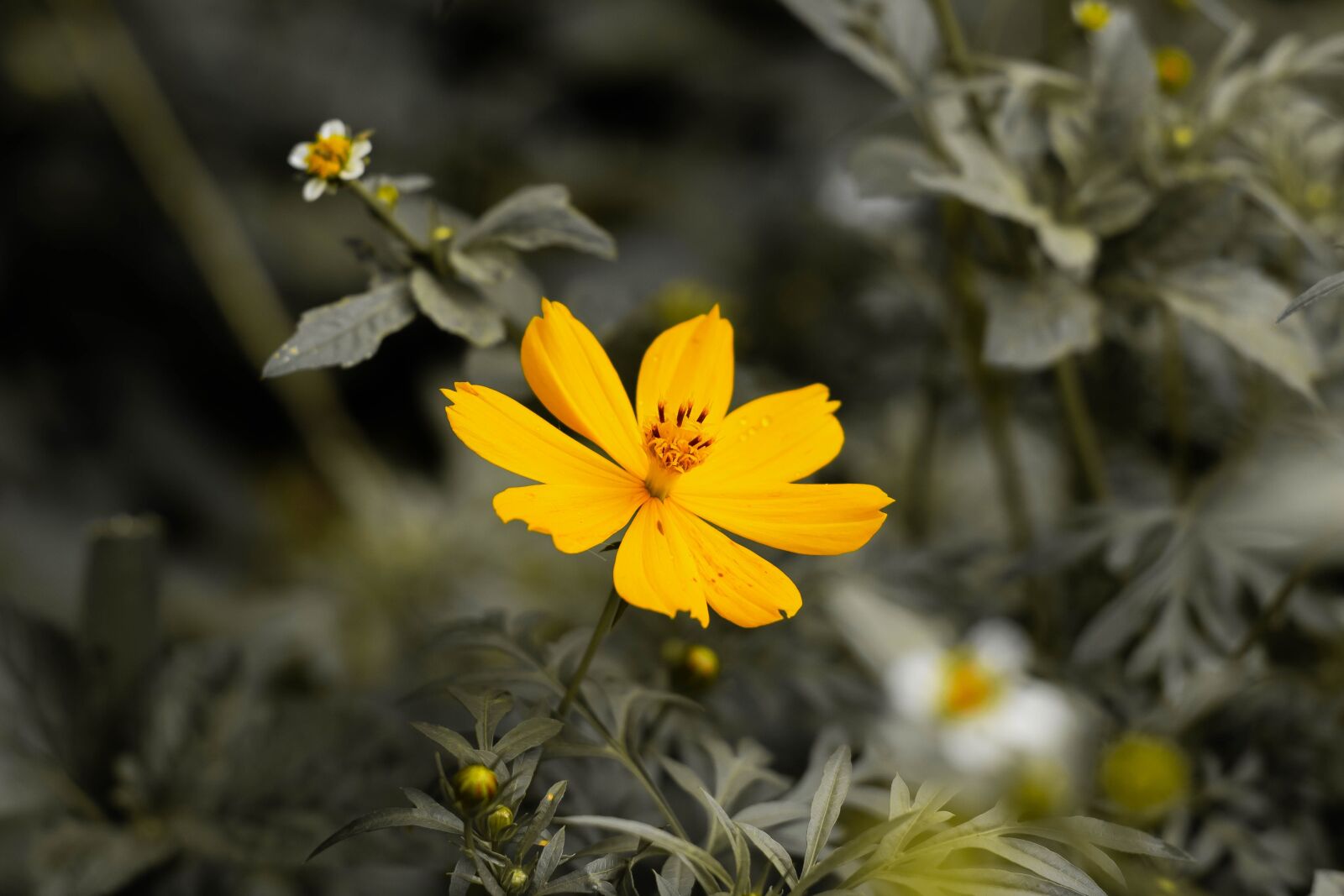Canon EOS 750D (EOS Rebel T6i / EOS Kiss X8i) + Canon EF 50mm F1.8 STM sample photo. Cosmos, yellow cosmos, yellow photography