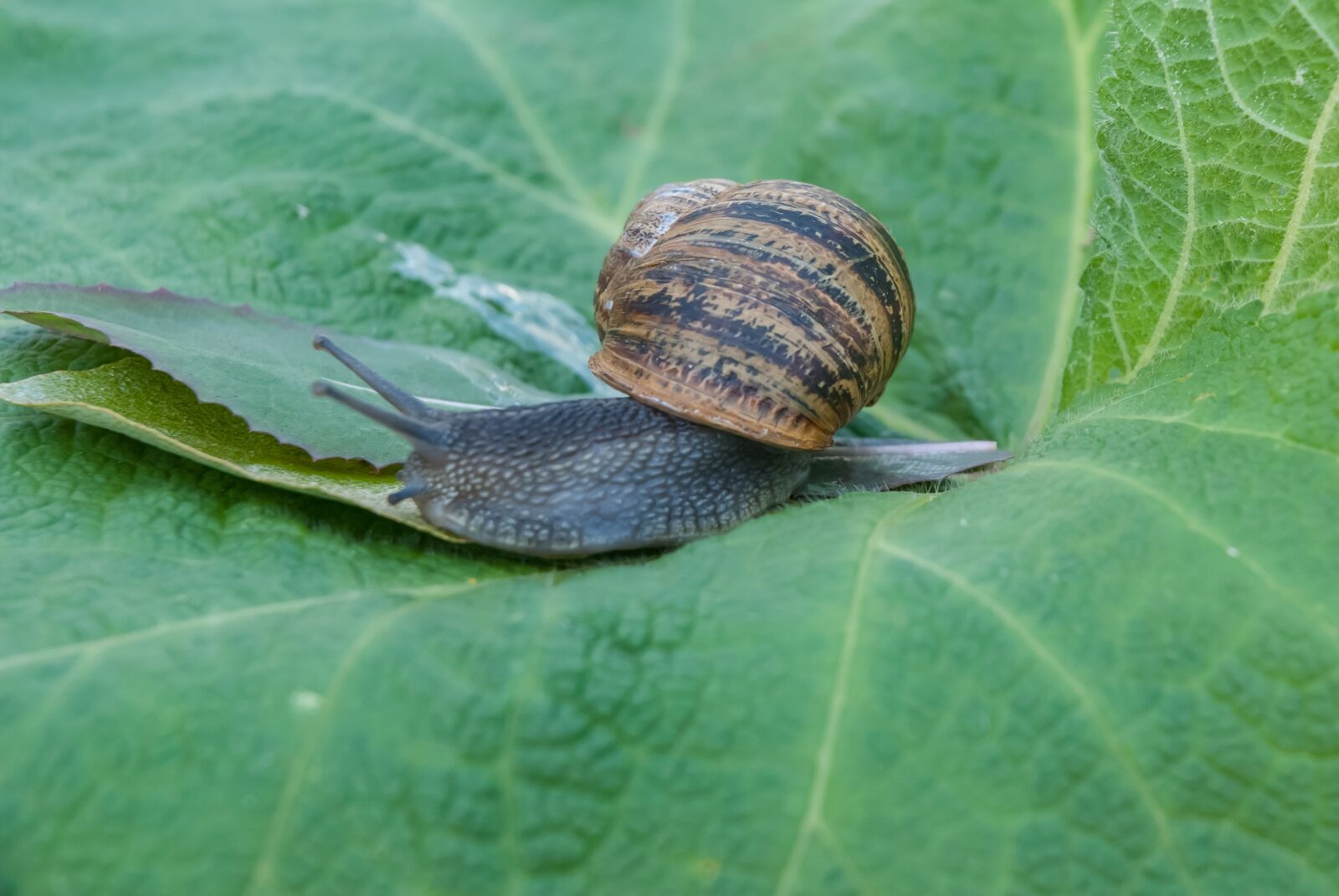 Nikon D80 sample photo. Snail, gastropod, leaf photography