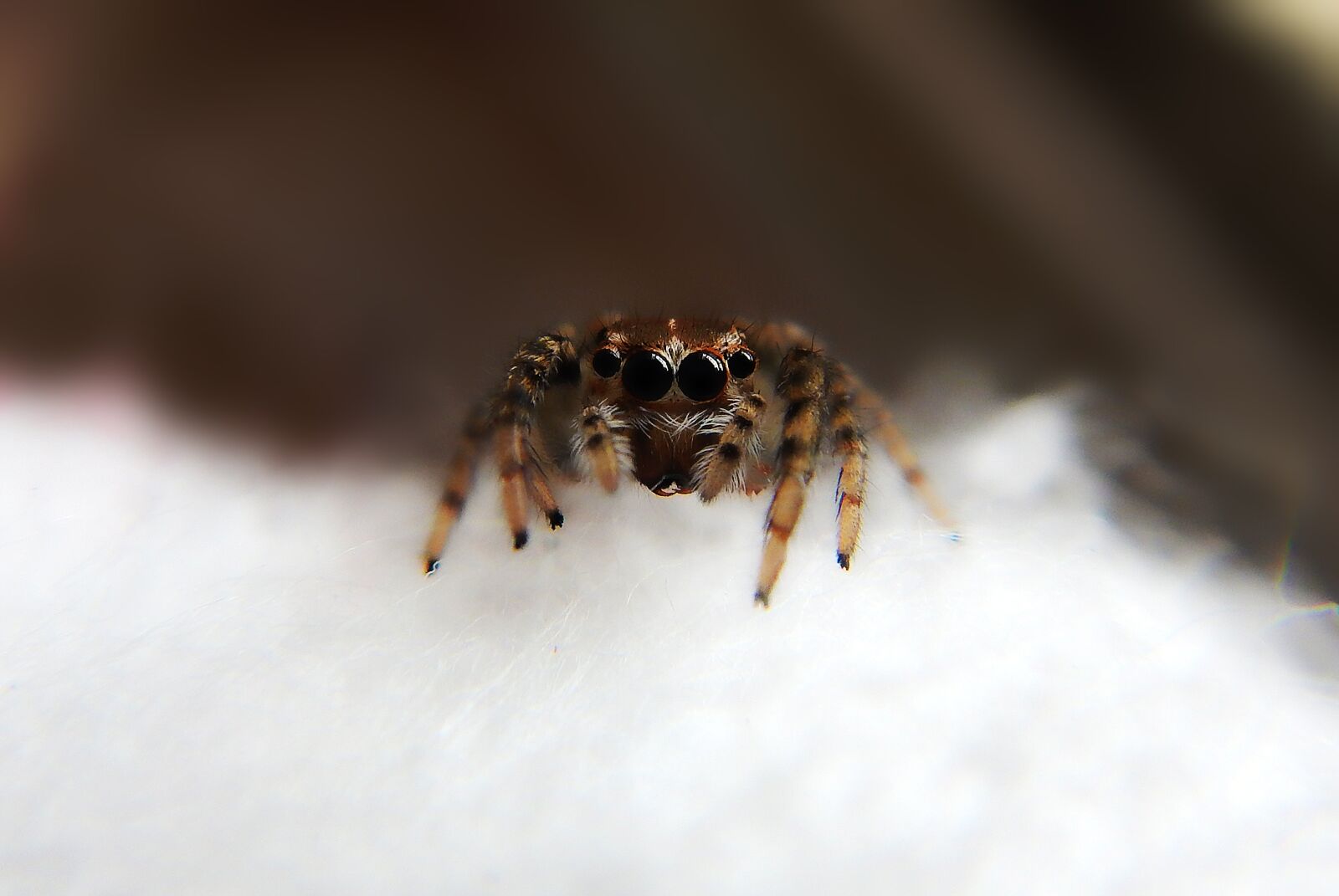 Nikon Coolpix AW110 sample photo. Spider, web, arachnid photography