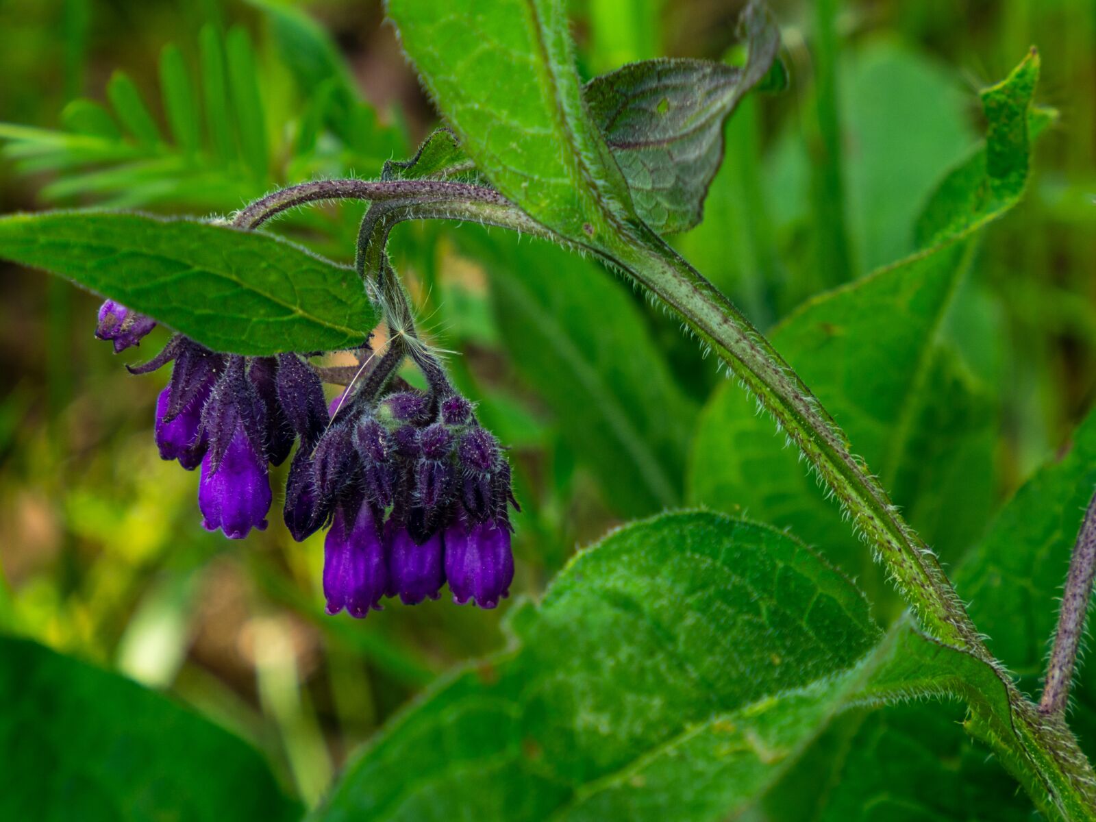 Olympus OM-D E-M10 III sample photo. Plant, flower, buds photography