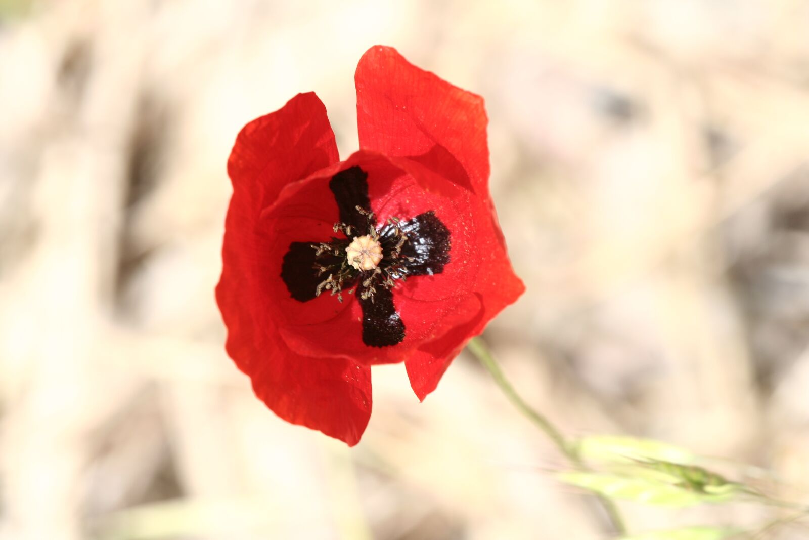 Canon EOS 350D (EOS Digital Rebel XT / EOS Kiss Digital N) sample photo. Flower, red, snowdrop photography