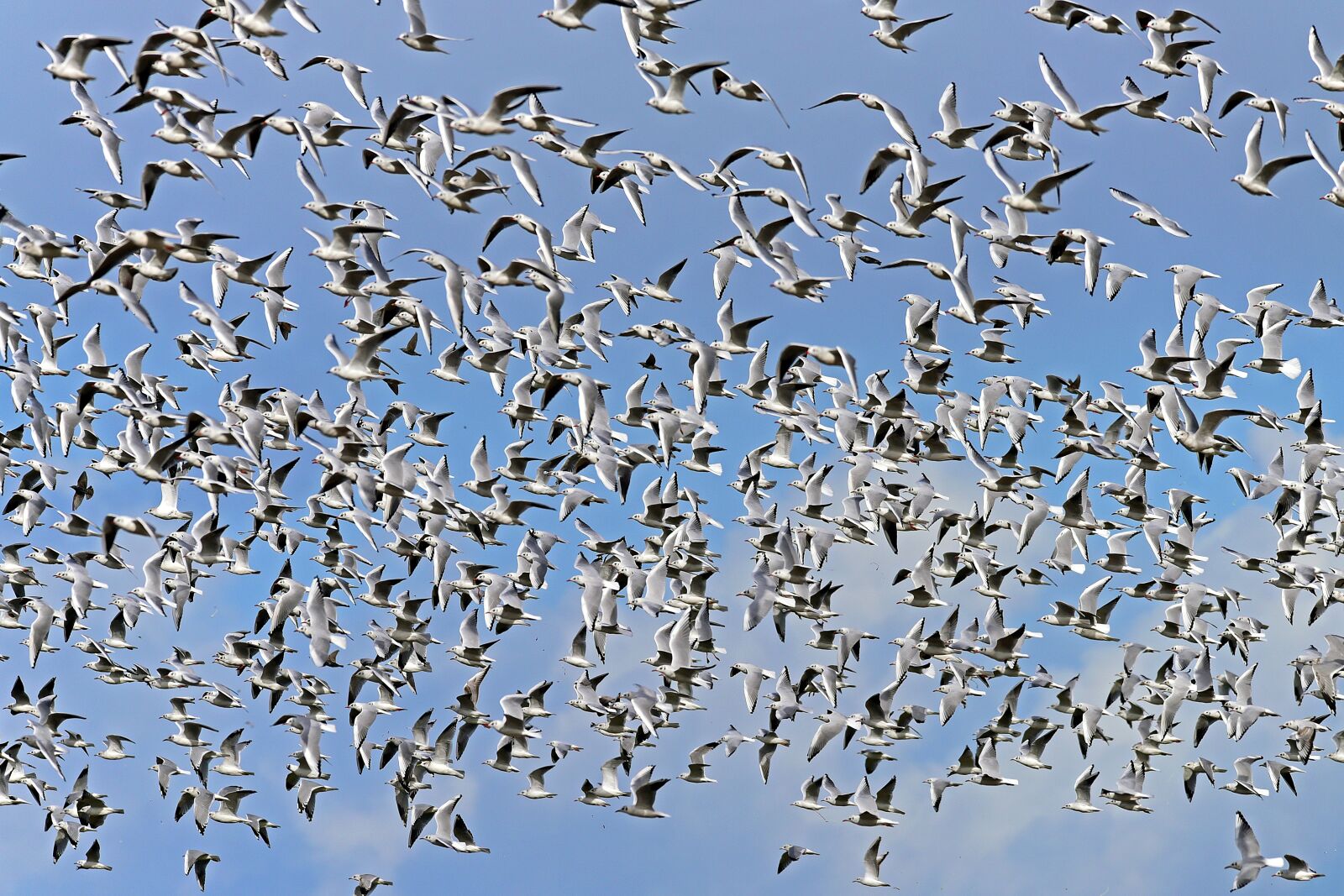 Nikon D750 sample photo. Black headed gulls, swarm photography