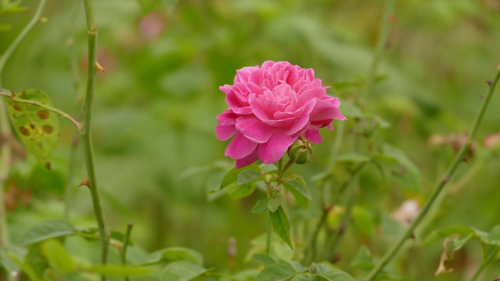 Panasonic Lumix DMC-FZ1000 sample photo. Rose, rosa, flower photography