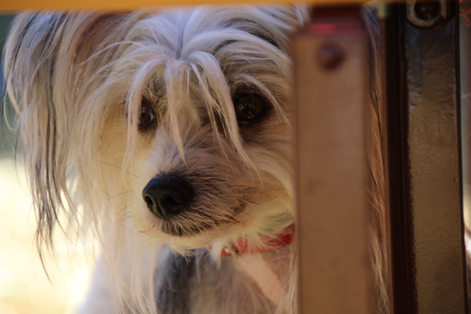Canon EOS 600D (Rebel EOS T3i / EOS Kiss X5) sample photo. Dog, purebred dog, small photography