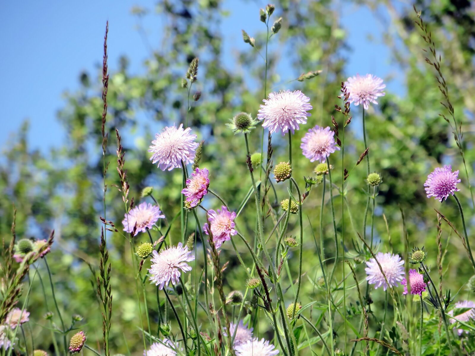 Canon PowerShot SX270 HS sample photo. Prairie, pink flowers, centaur photography