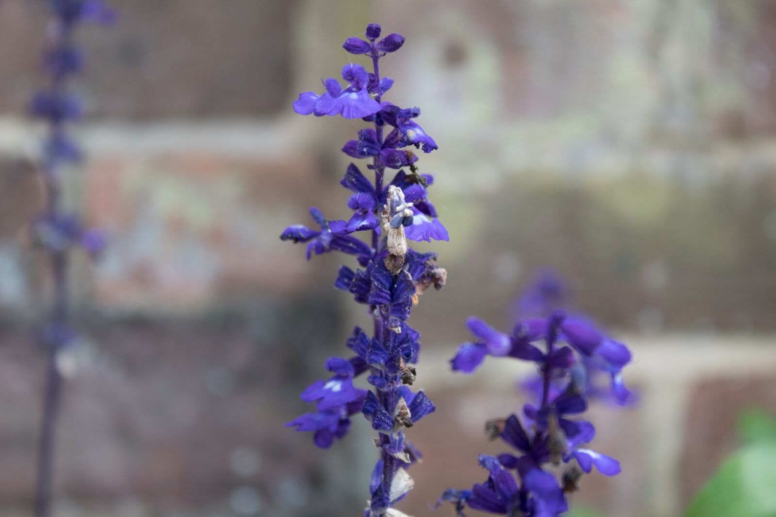 Canon EOS 1300D (EOS Rebel T6 / EOS Kiss X80) sample photo. Lavender, purple flowers, bloom photography