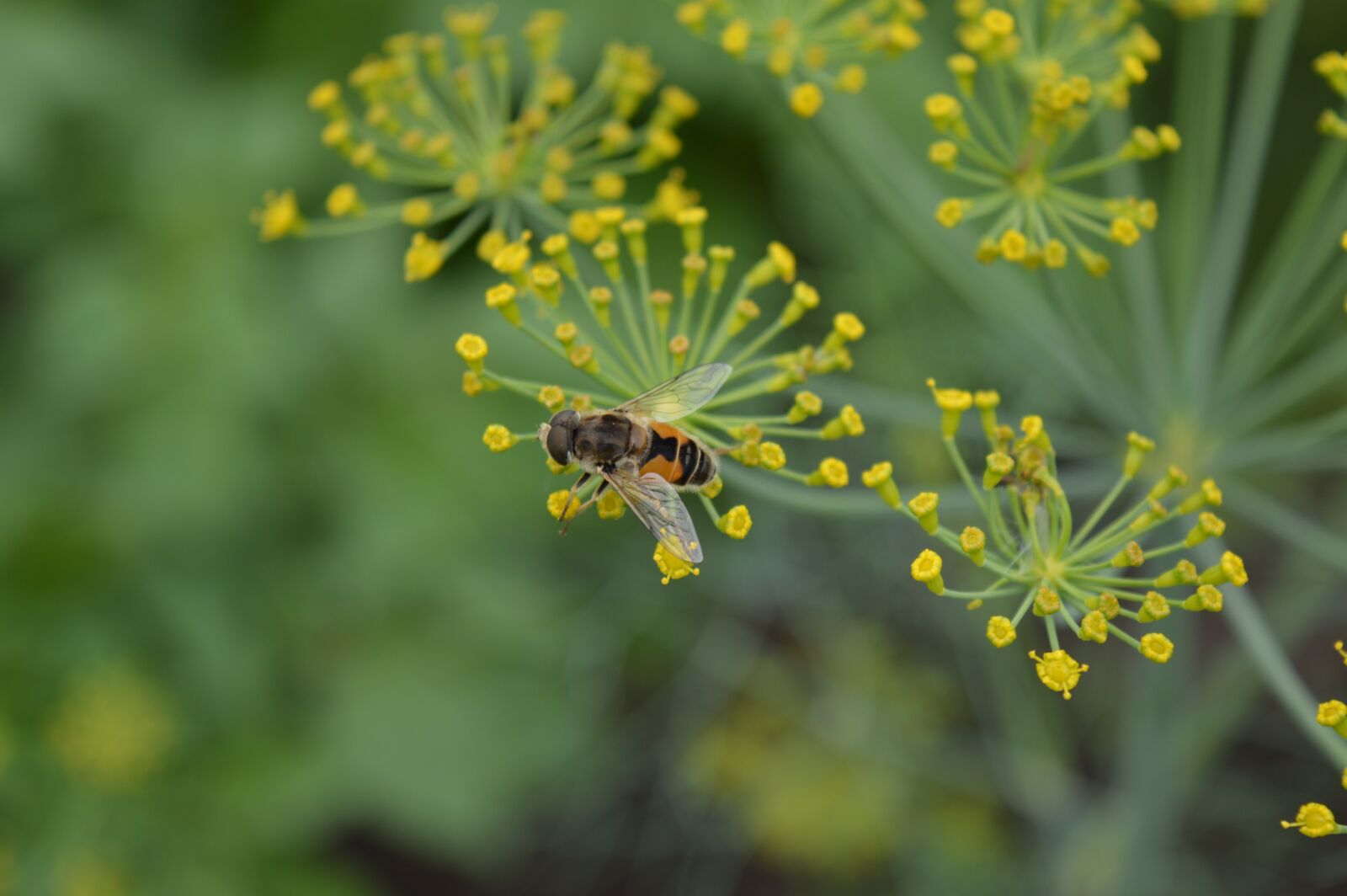 Nikon D3200 sample photo. Dill, wasp, pollen photography