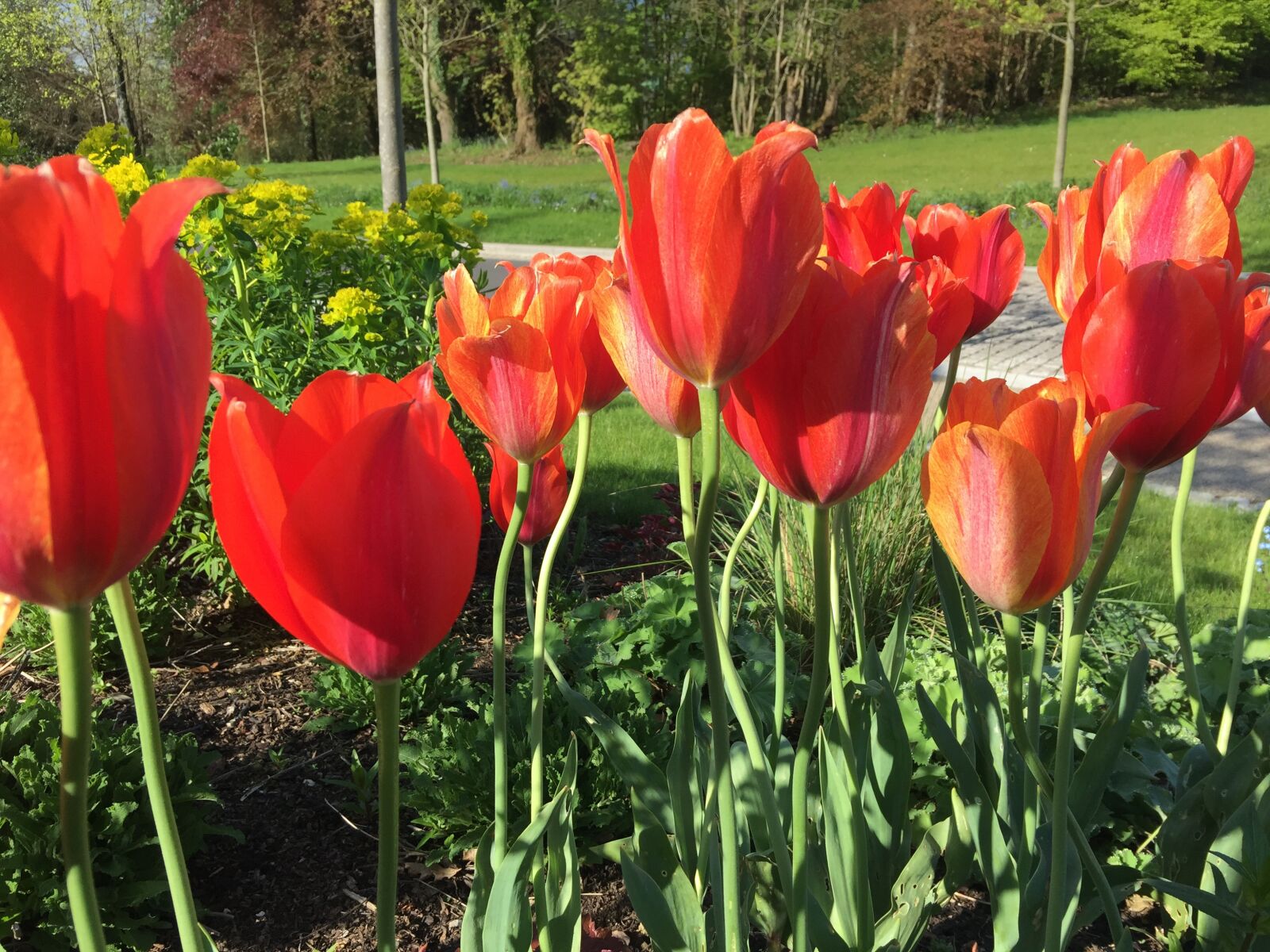 iPhone 6 Plus back camera 4.15mm f/2.2 sample photo. Tulips, red, sun photography