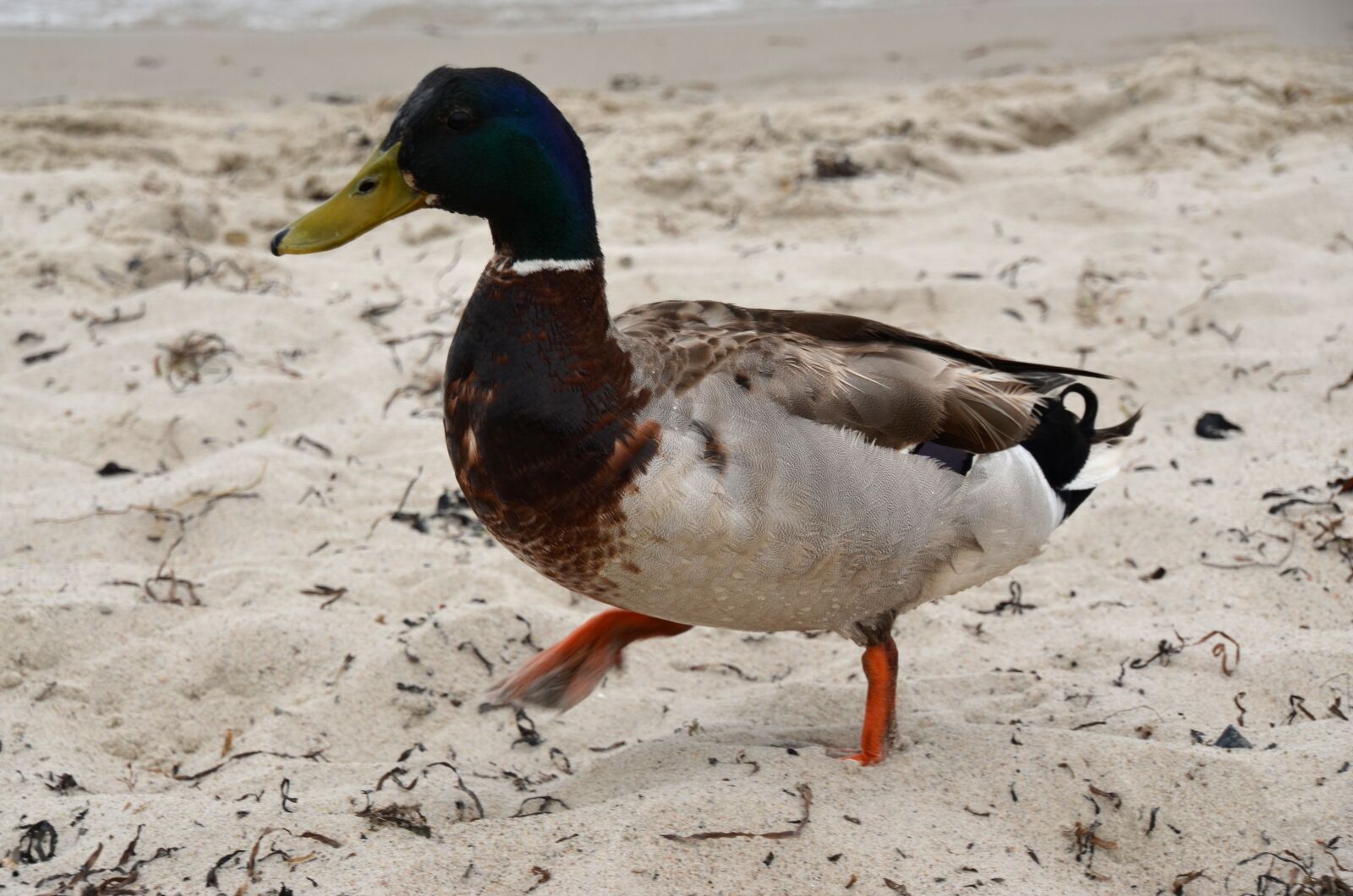 Nikon D5100 sample photo. Duck, beach, nature photography
