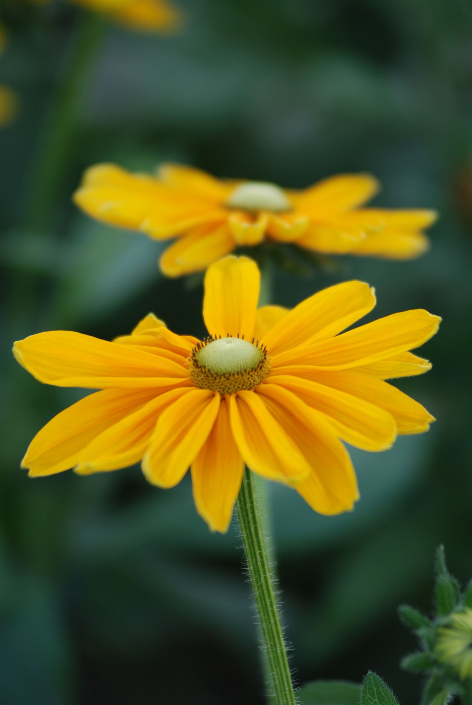 Nikon D80 sample photo. Nature, flower, flora photography