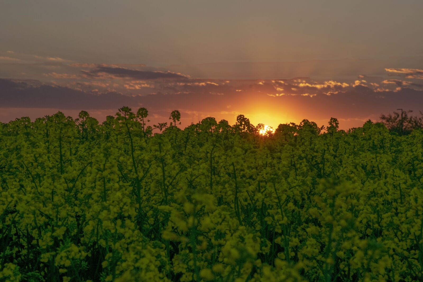 Nikon D5300 sample photo. Sunset, blooming rapeseed, nature photography