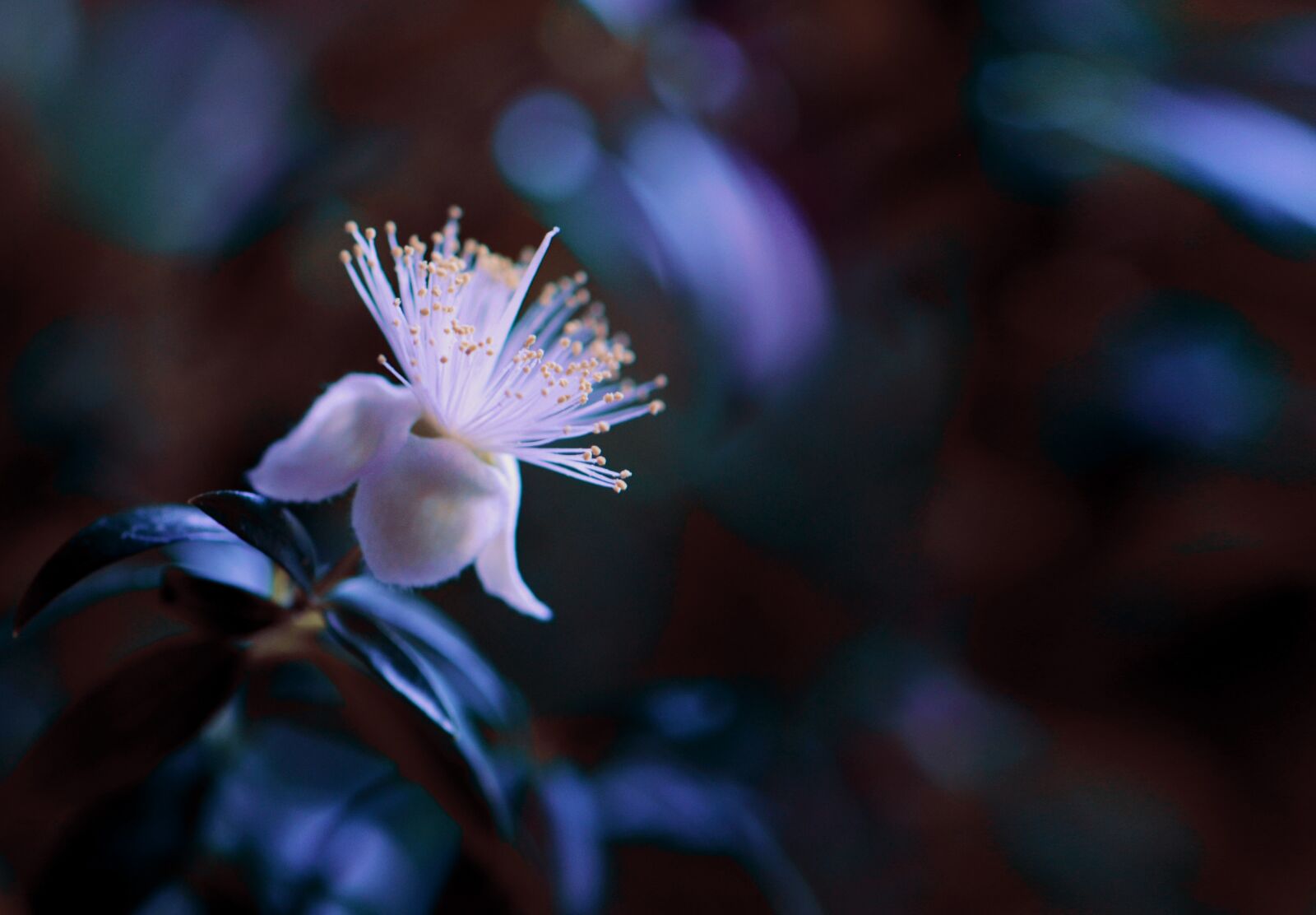Nikon D5100 sample photo. Myrtle, flower, close-up photography