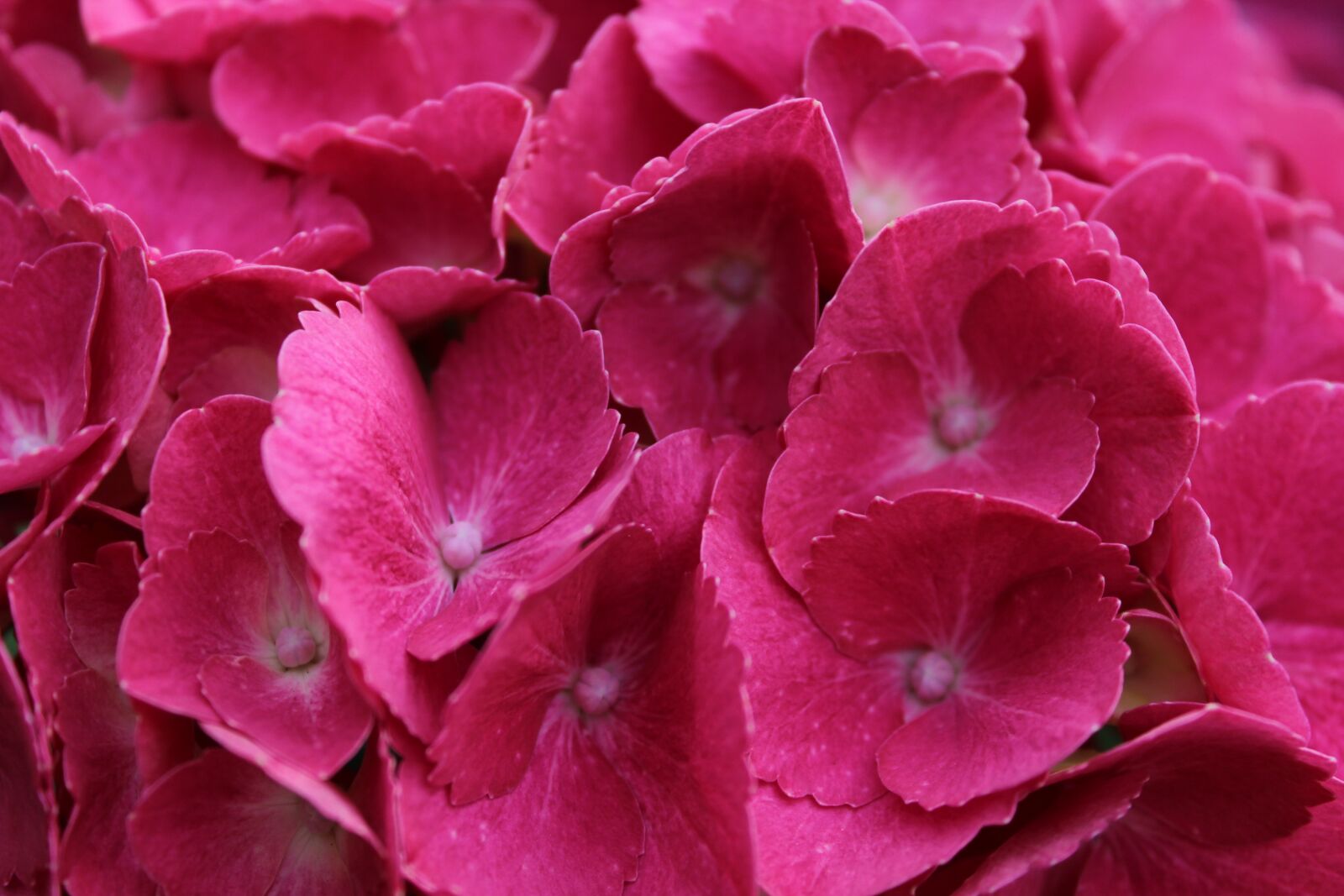 Canon EOS 1200D (EOS Rebel T5 / EOS Kiss X70 / EOS Hi) sample photo. Hydrangea, pink, blossom photography
