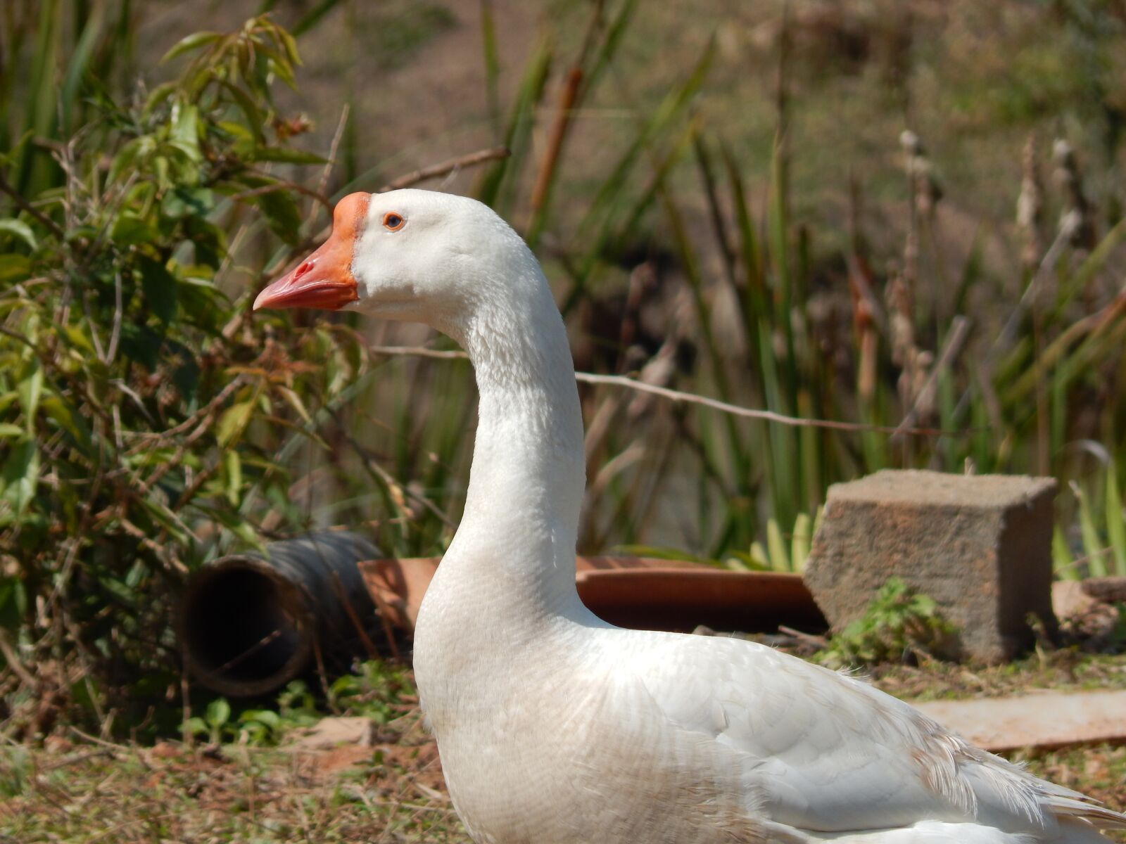 Nikon Coolpix L830 sample photo. Duck, field, birds photography