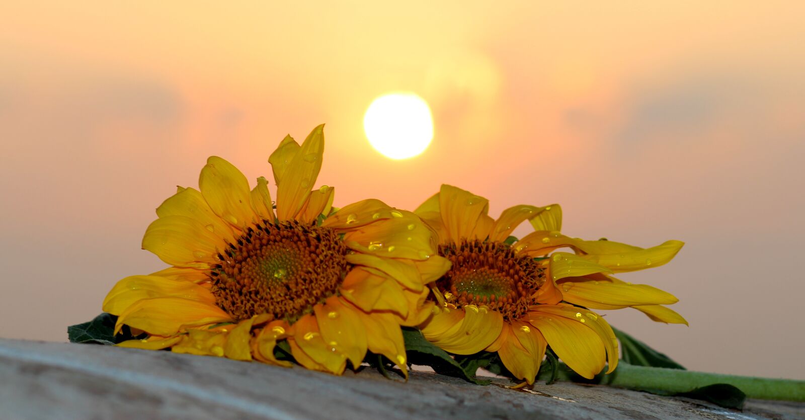 Canon EOS 700D (EOS Rebel T5i / EOS Kiss X7i) + Canon EF 85mm F1.8 USM sample photo. Sunflower, east, sun photography