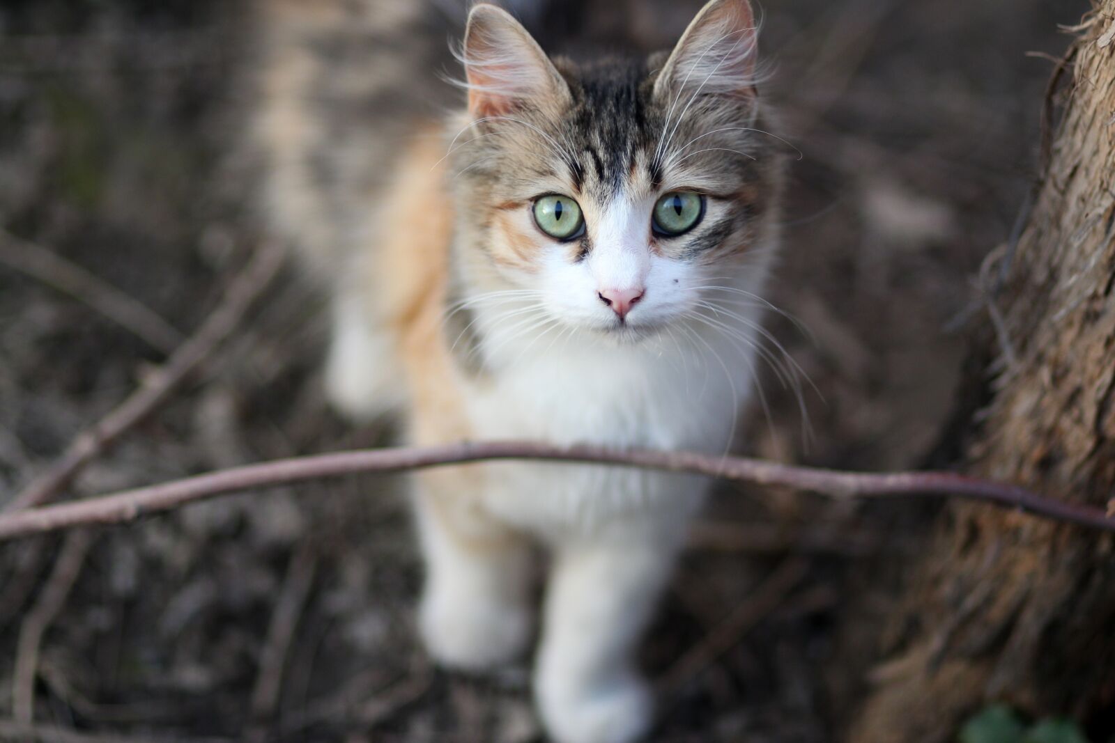 Canon EOS 700D (EOS Rebel T5i / EOS Kiss X7i) + Canon EF 85mm F1.8 USM sample photo. Cat, coloring, pet photography
