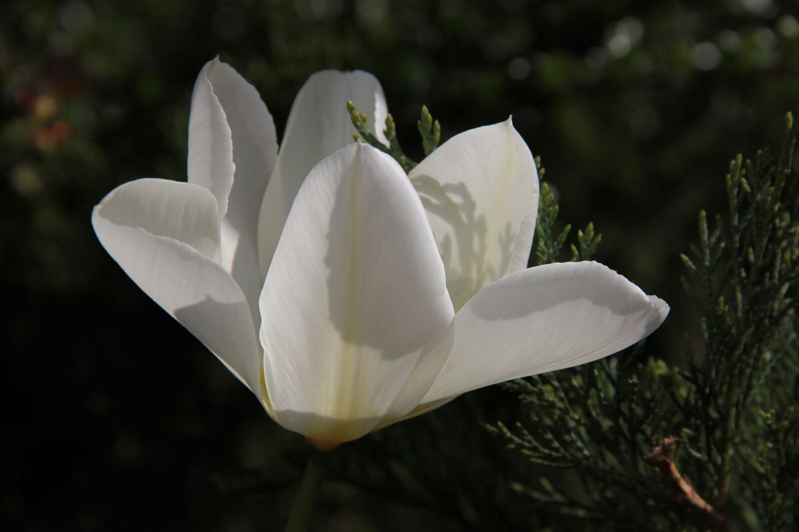 Canon EOS 60D sample photo. Tulip, white, spring photography