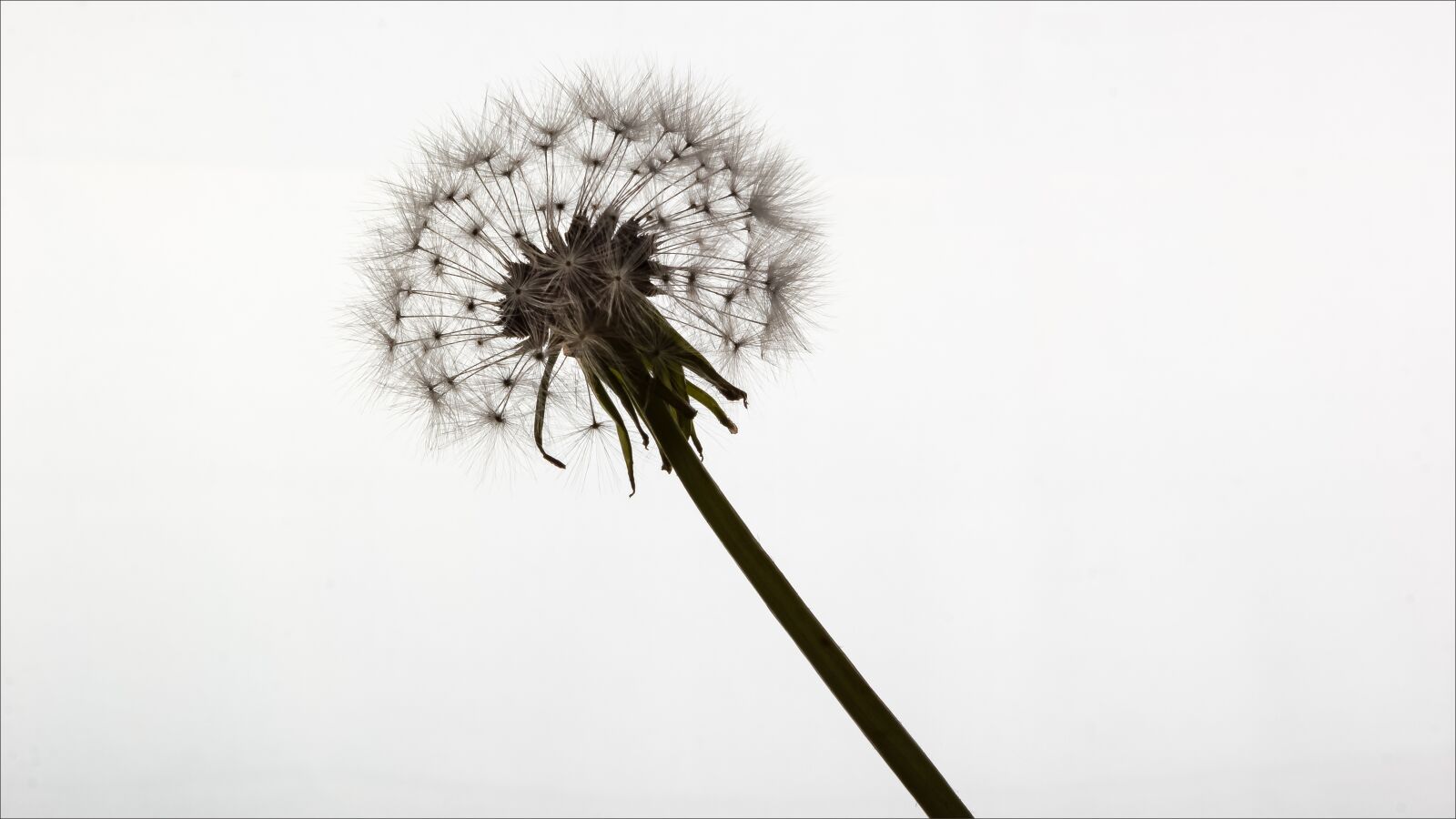 Canon EOS 550D (EOS Rebel T2i / EOS Kiss X4) sample photo. Dandelion, head, seeds photography