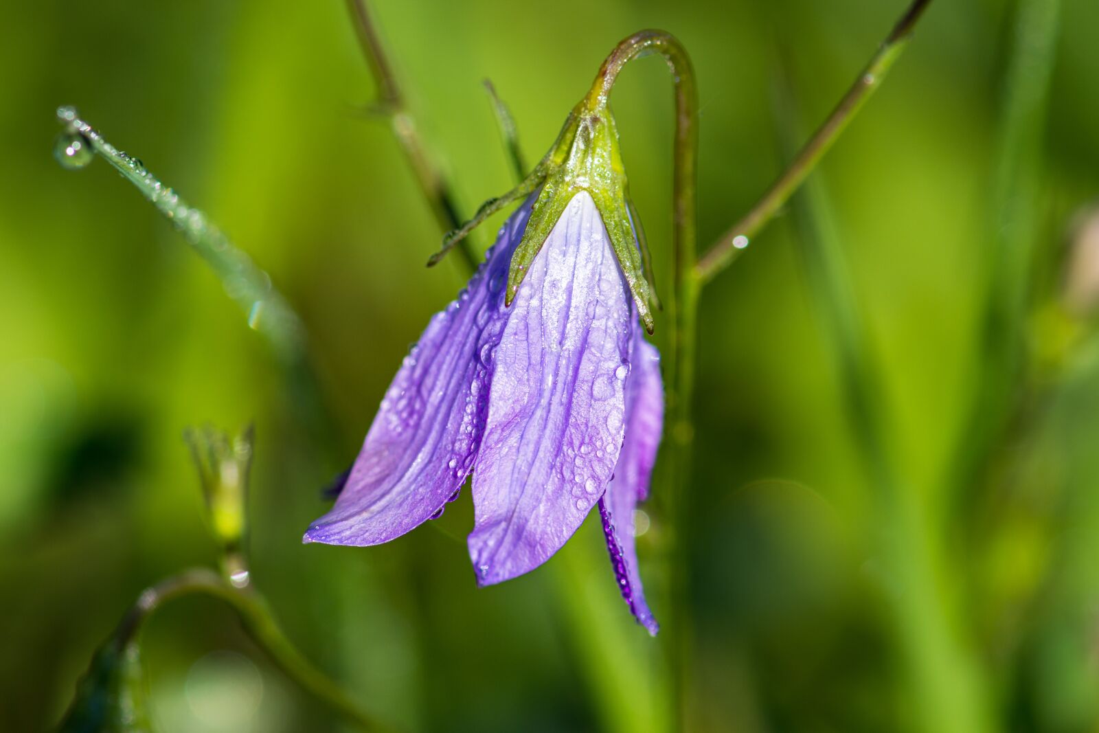 Nikon D7200 sample photo. Bellflower, meadow, blossom photography