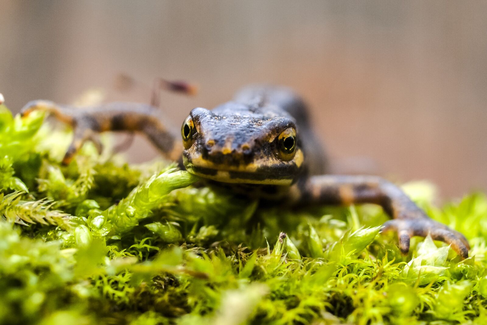 Olympus E-3 sample photo. Newt, pond pig, amphibians photography