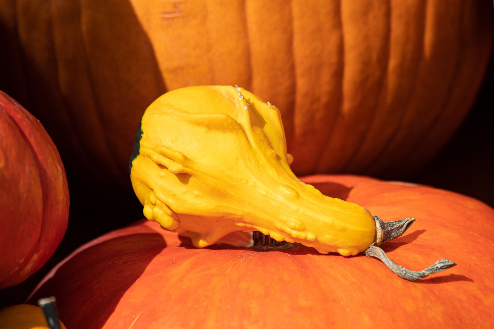 Canon EF 70-300mm F4-5.6 IS USM sample photo. Pumpkin, pumpkins, autumn photography