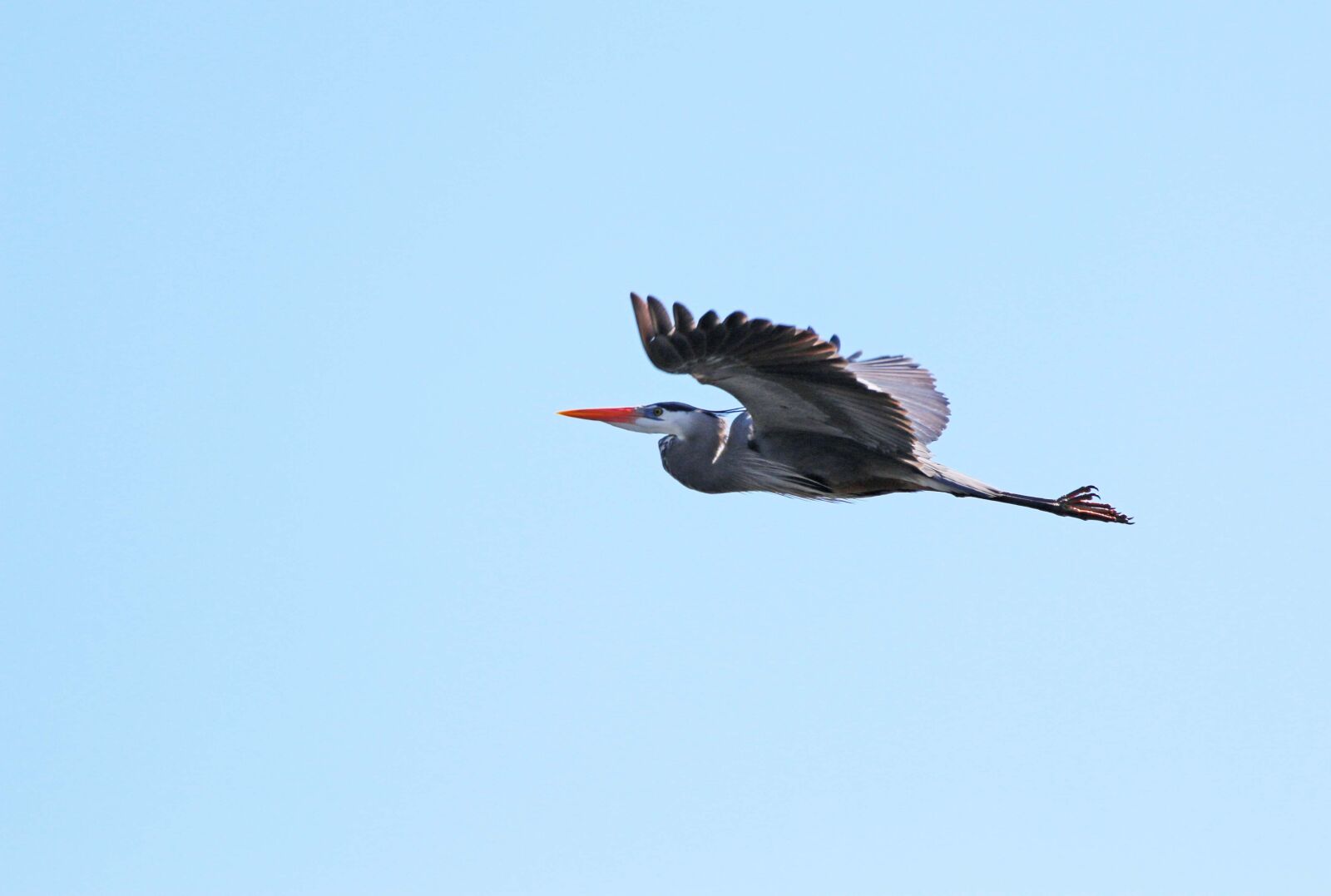 Canon EF 70-300mm F4-5.6 IS USM sample photo. Bird, flight, nature photography